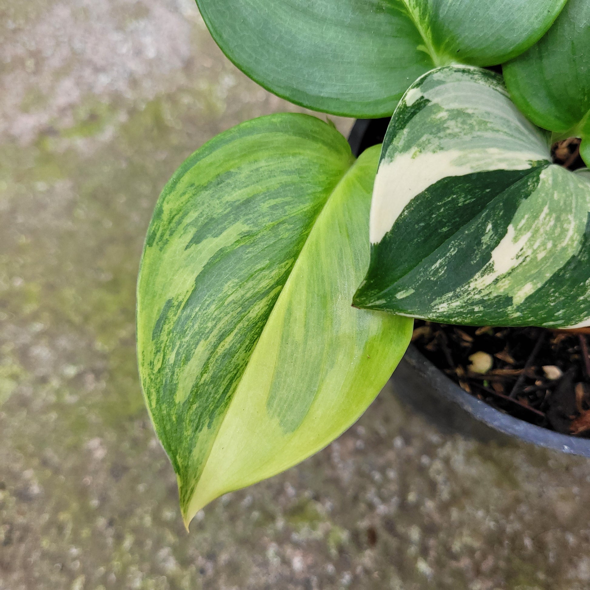 Scindapsus Moonlight Yellow — photo 4