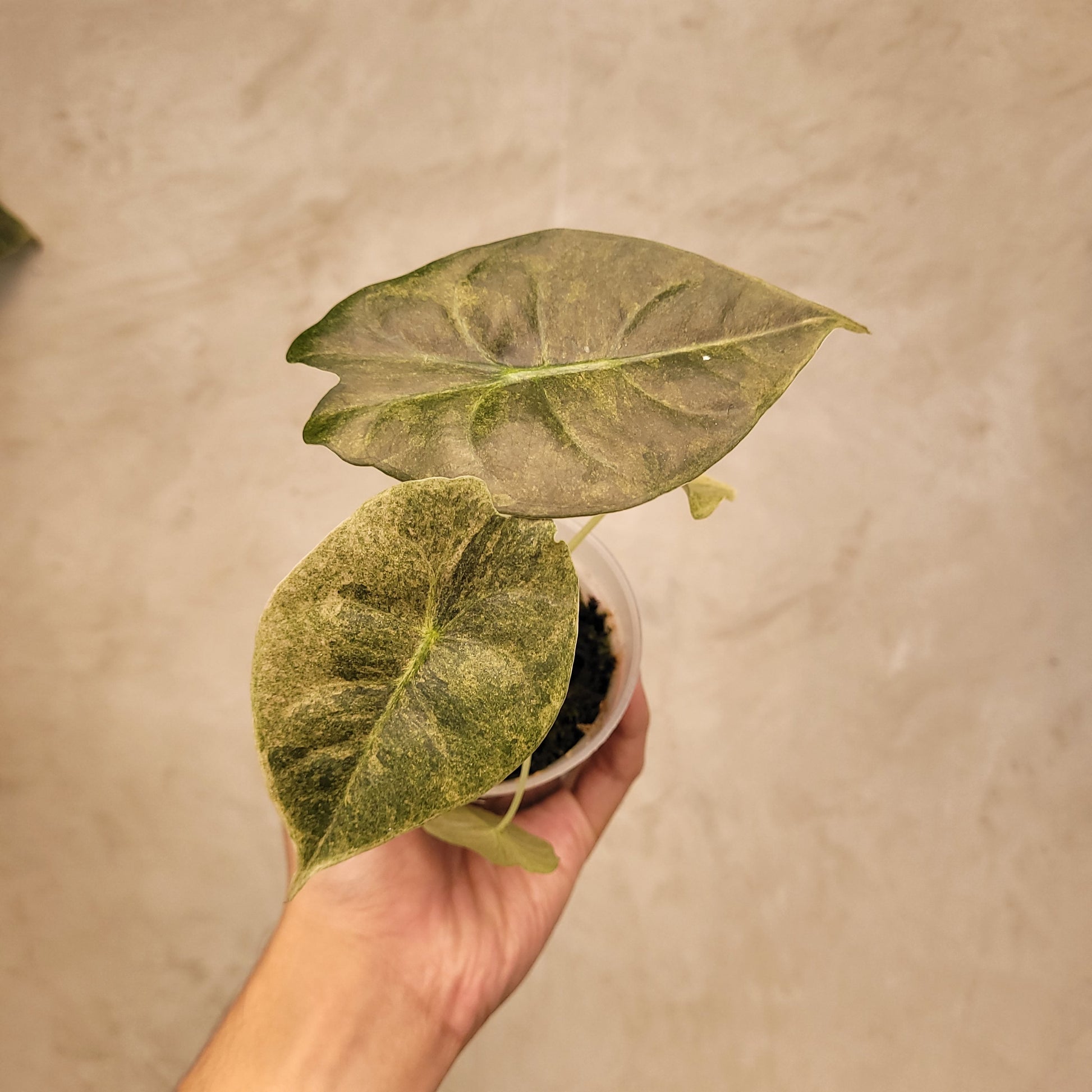 Alocasia Golden Bone Variegated — photo 4