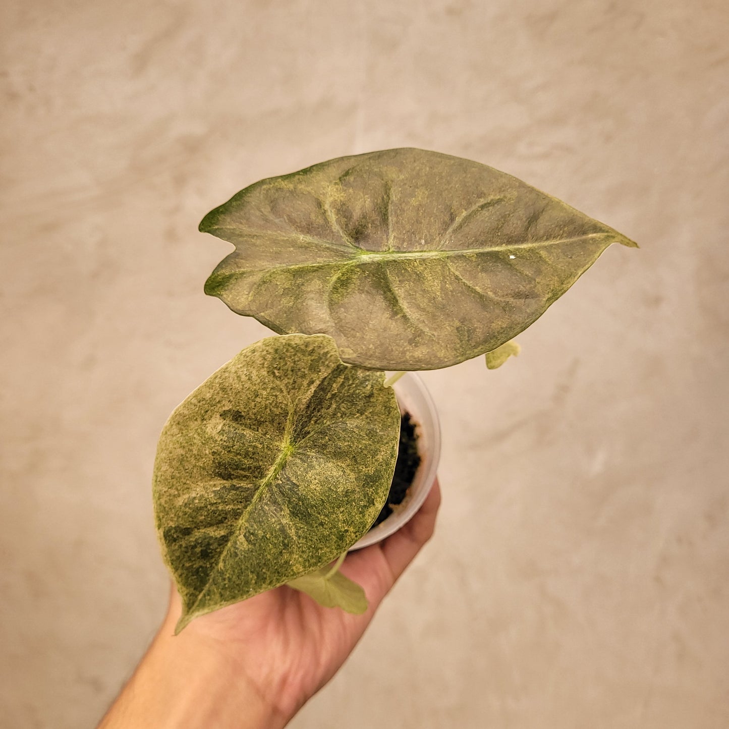 Alocasia Golden Bone Variegated — photo 3