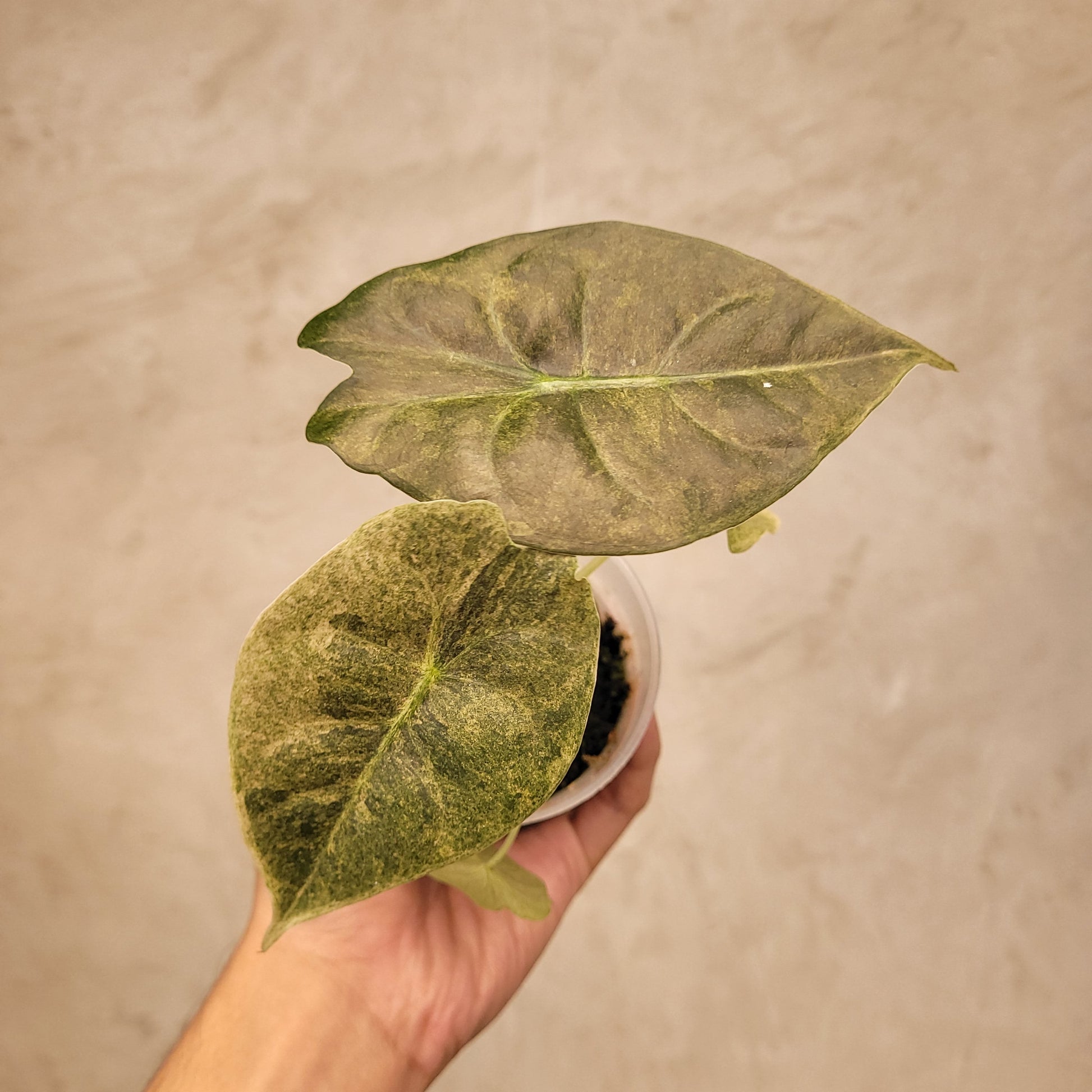 Alocasia Golden Bone Variegated — photo 3