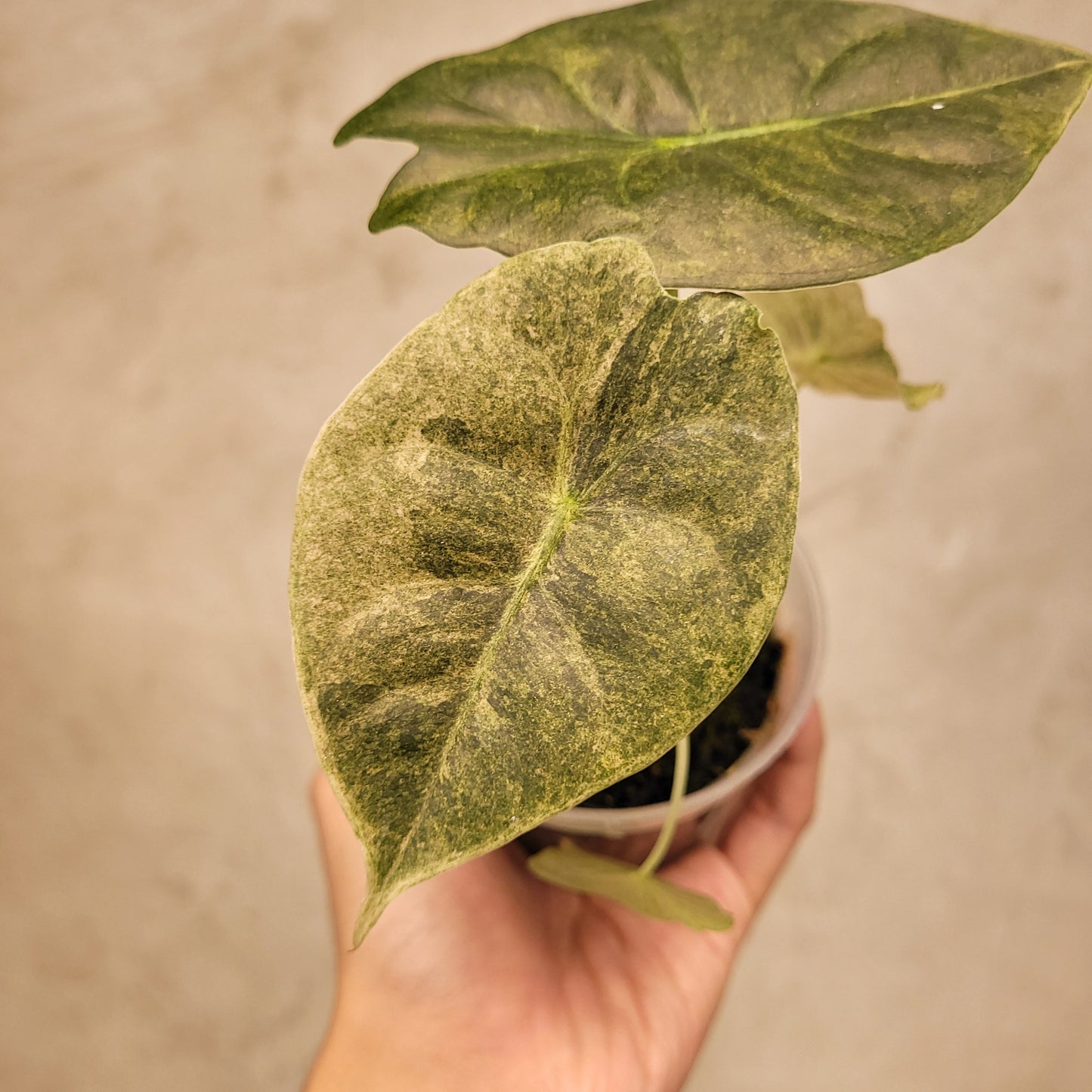 Alocasia Golden Bone Variegated — rare Indonesian plant