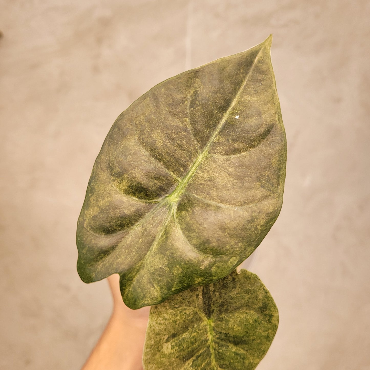 Alocasia Golden Bone Variegated — photo 2
