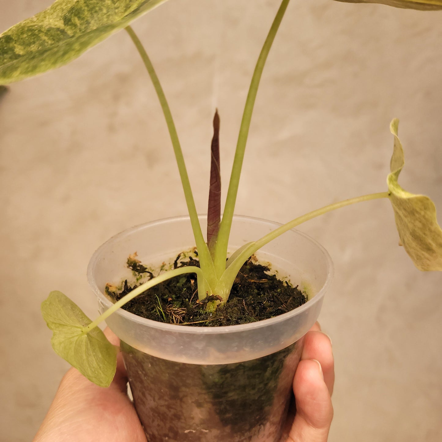 Alocasia Golden Bone Variegated — photo 5