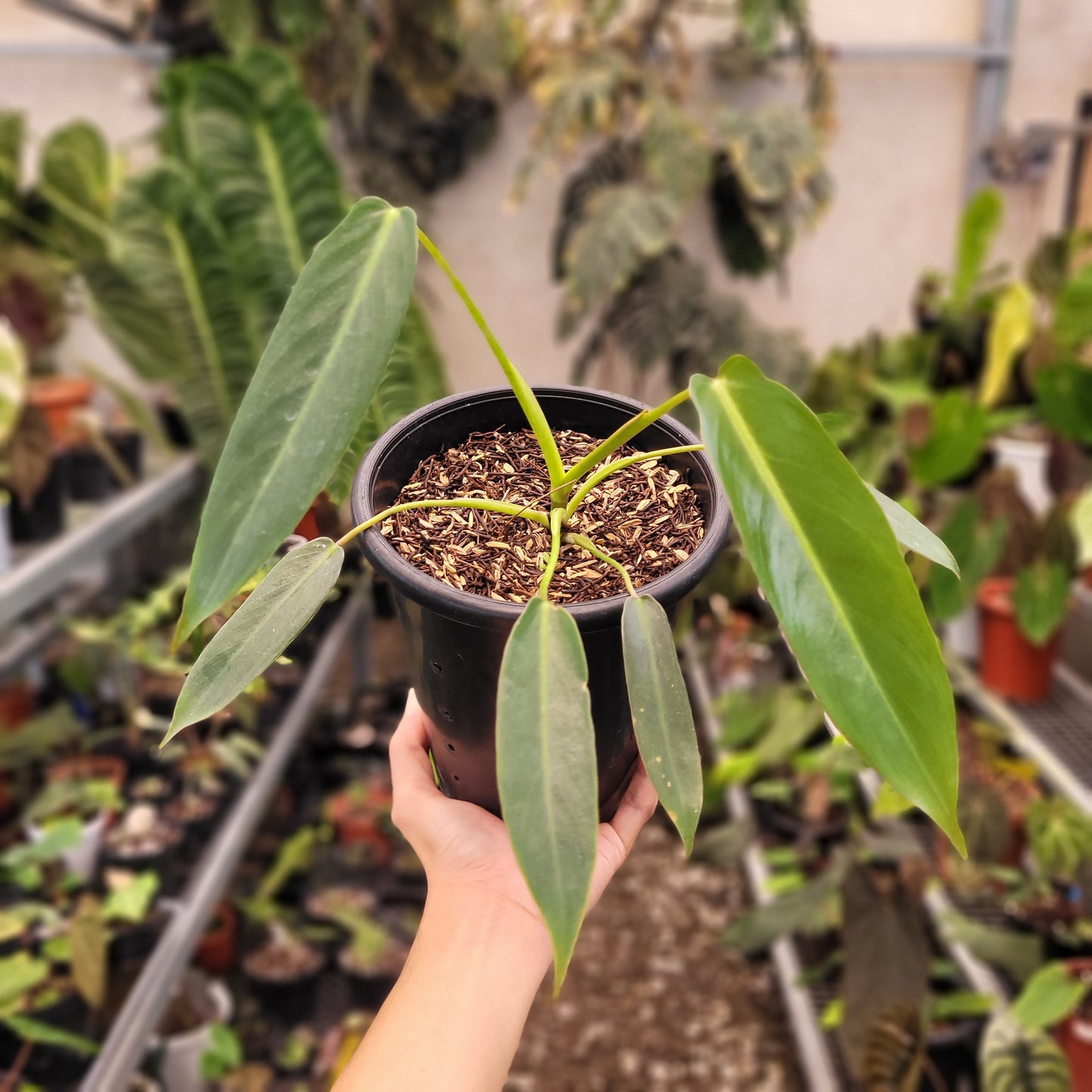 Philodendron Spiritus Sancti — rare Indonesian plant