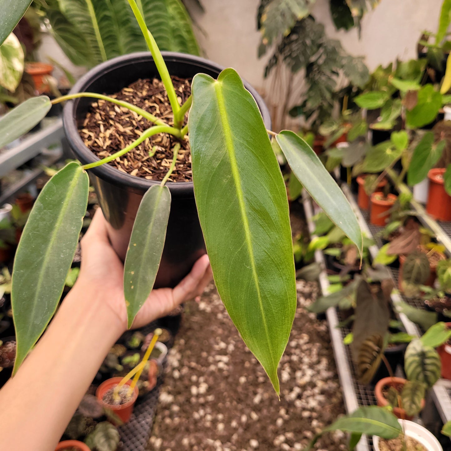 Philodendron Spiritus Sancti — photo 2