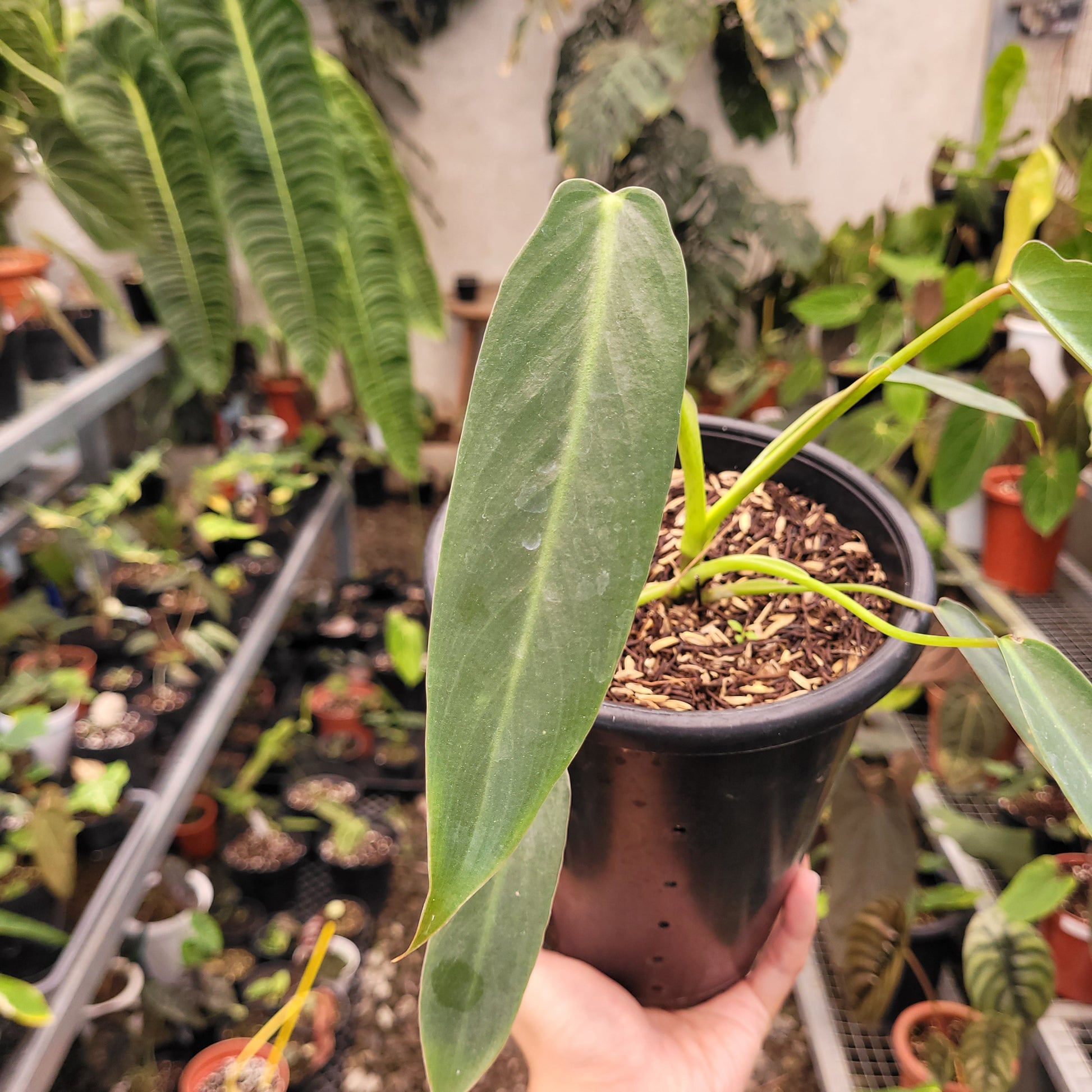 Philodendron Spiritus Sancti — photo 3