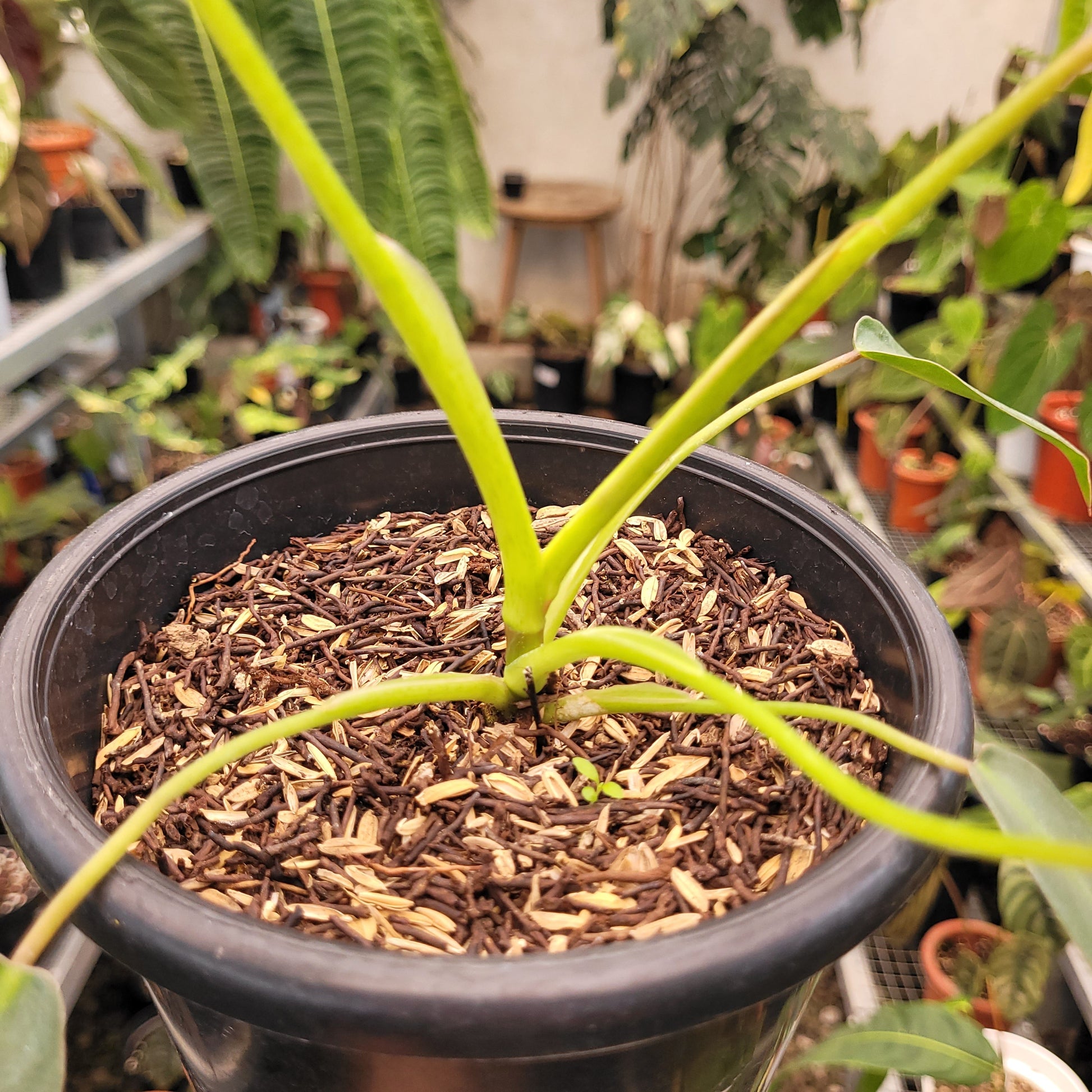 Philodendron Spiritus Sancti — photo 4