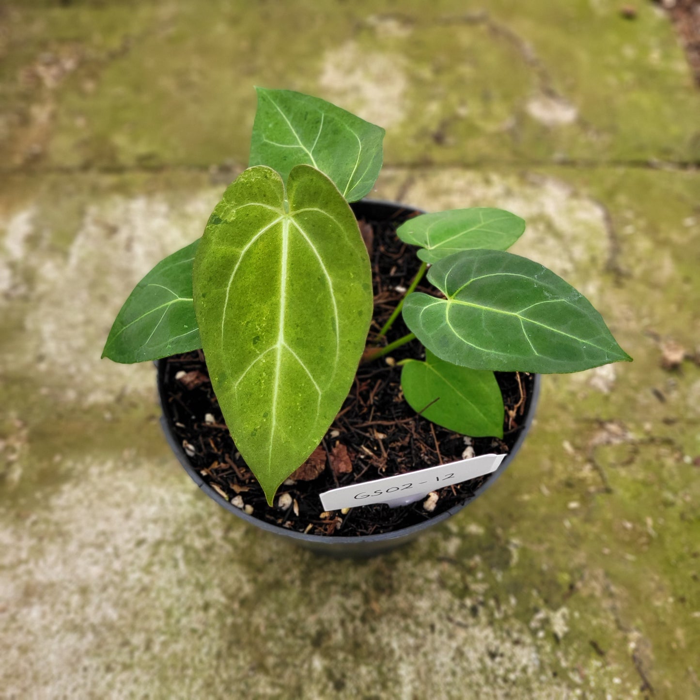 Anthurium Papillilaminum Mint — rare Indonesian plant