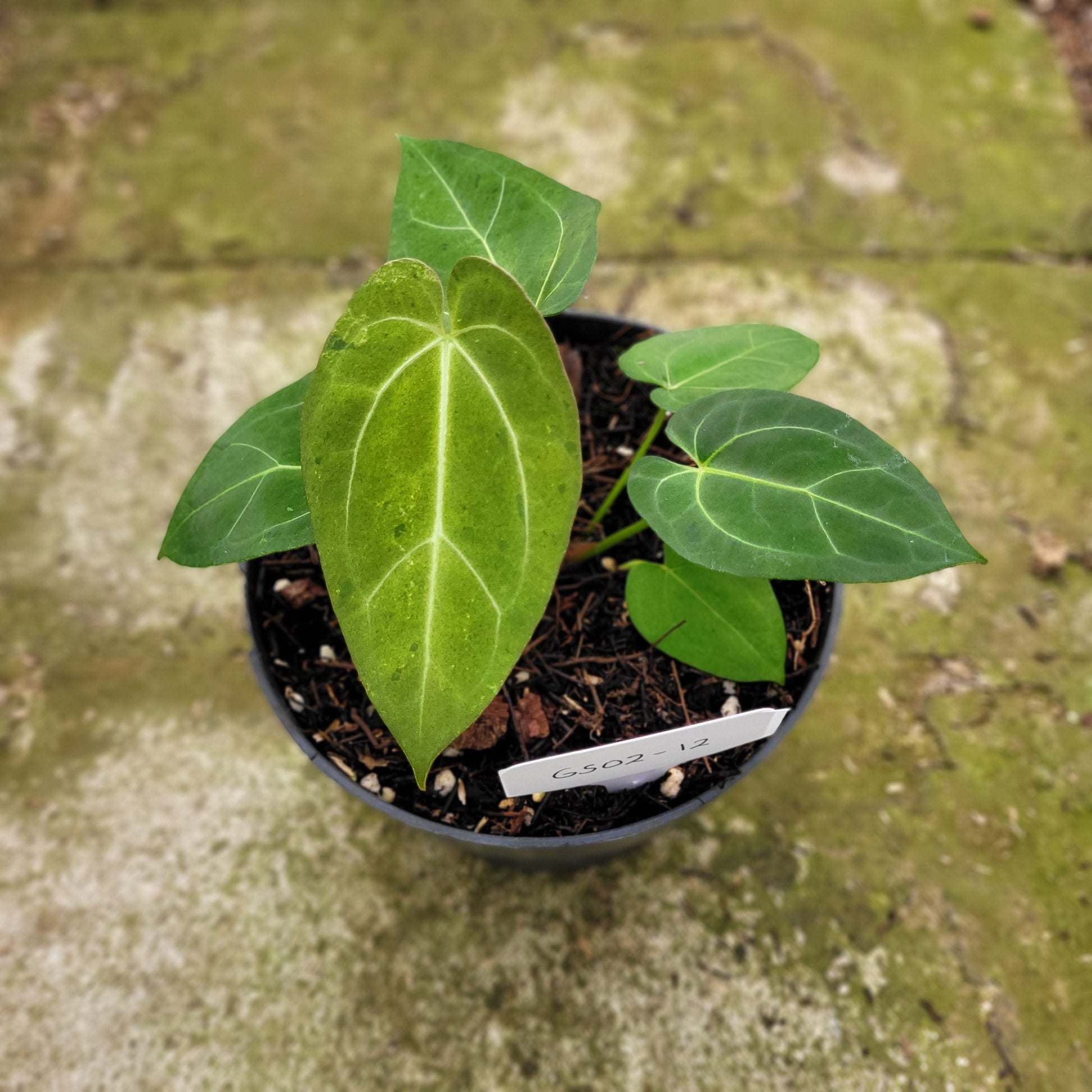 Anthurium Papillilaminum Mint — rare Indonesian plant