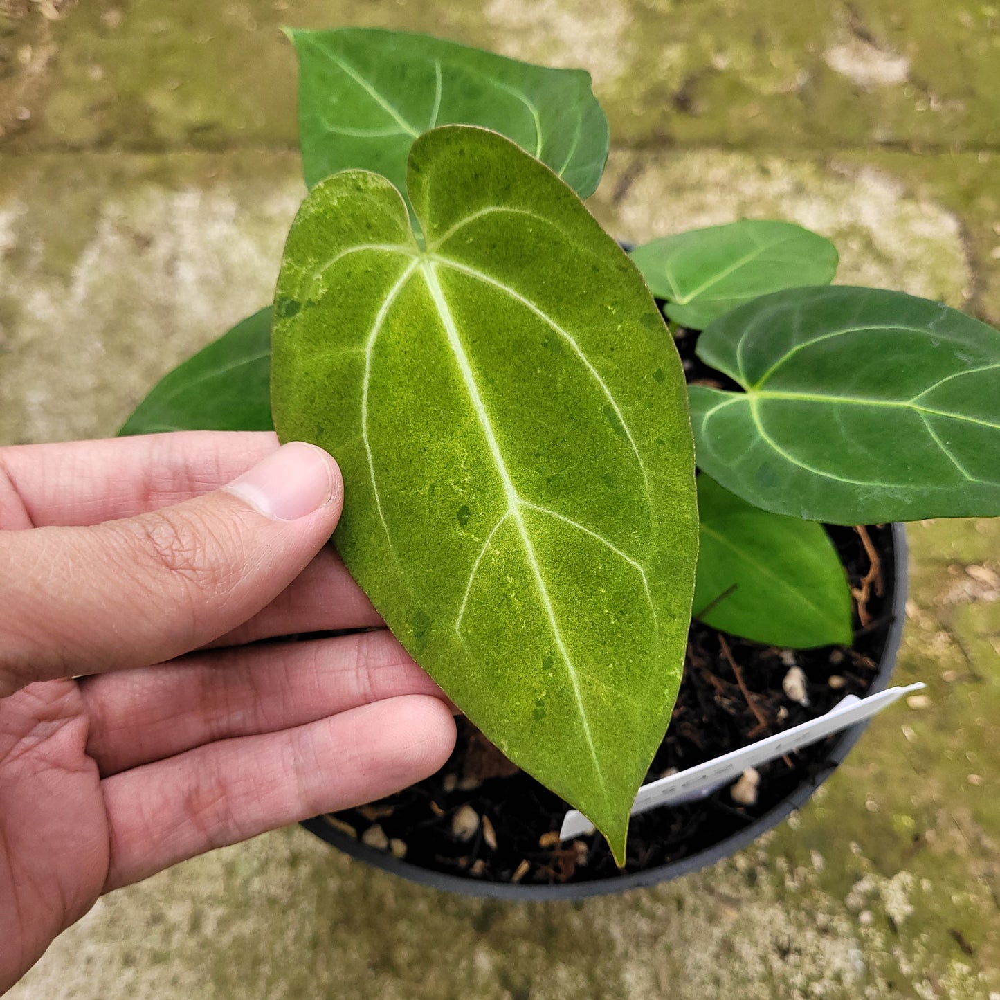 Anthurium Papillilaminum Mint — photo 2