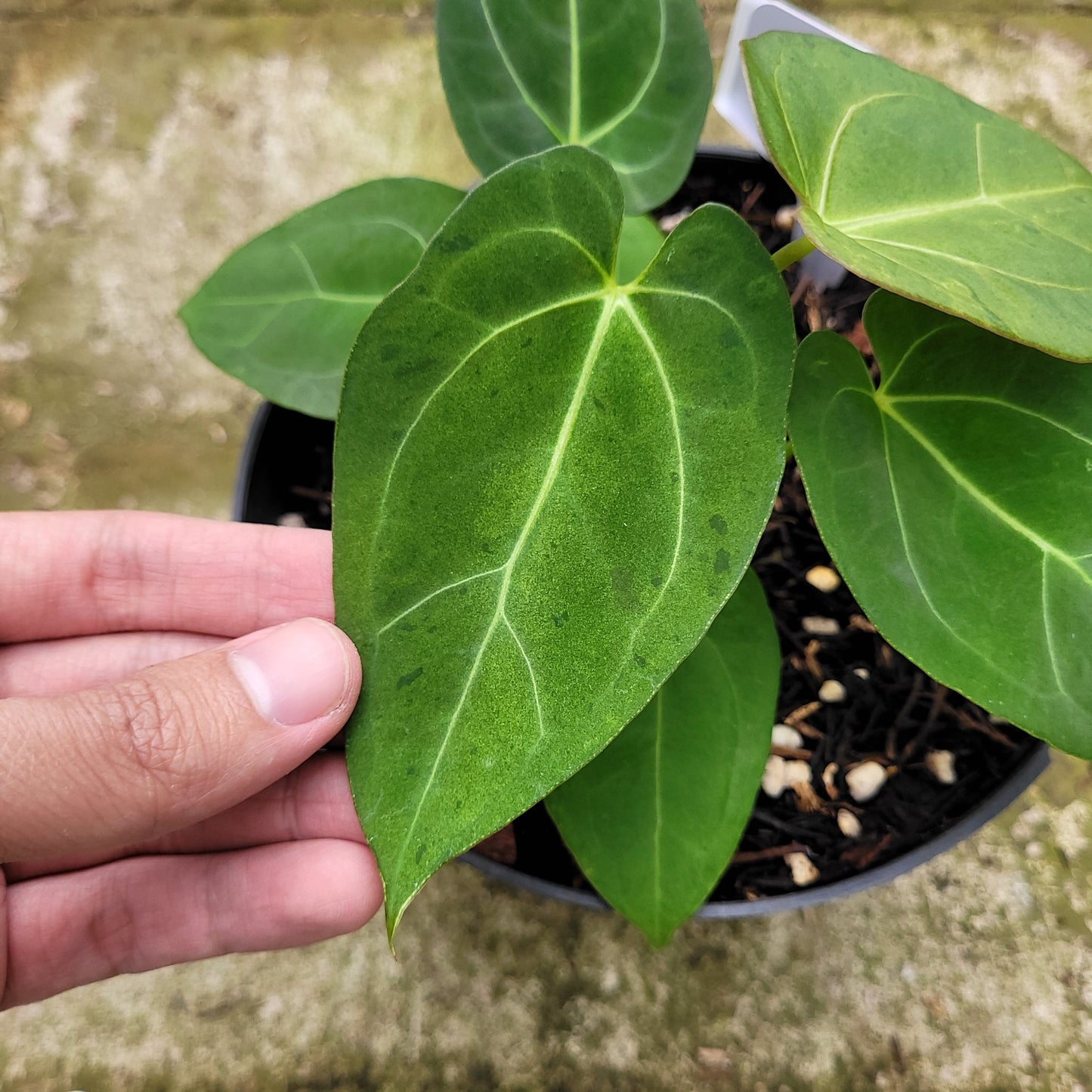 Anthurium Papillilaminum Mint — photo 3