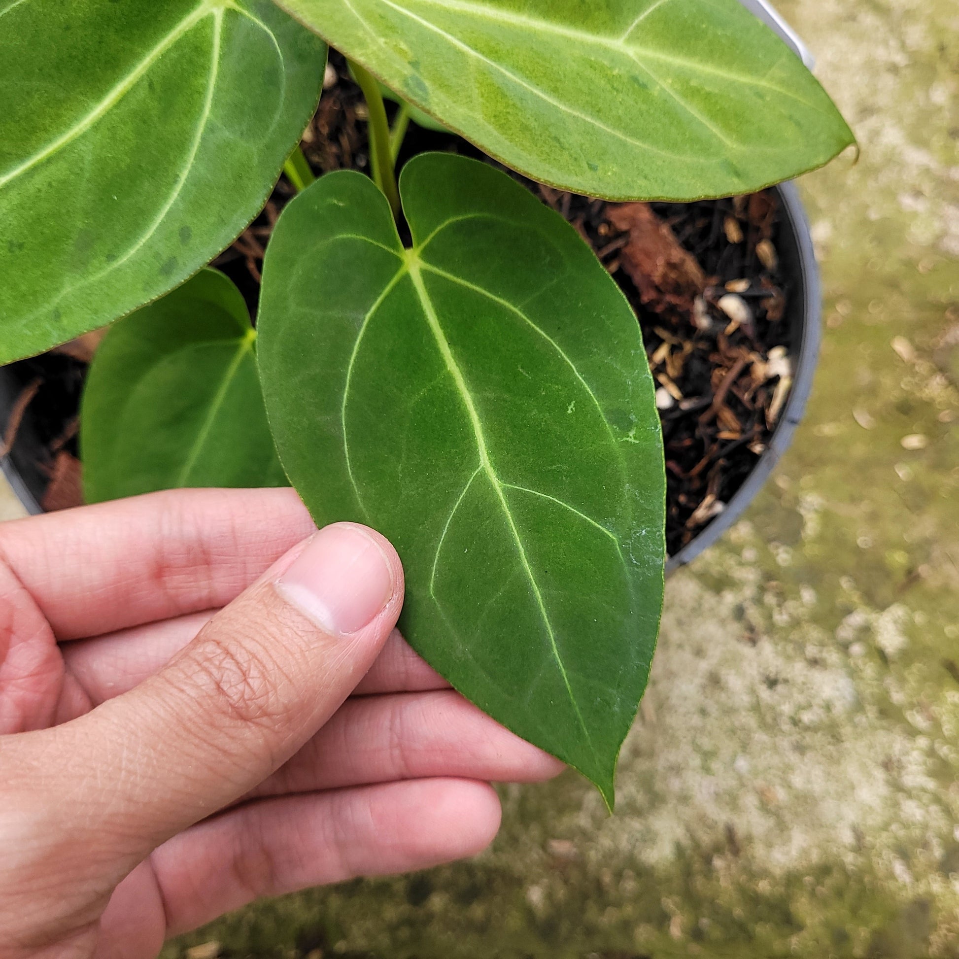 Anthurium Papillilaminum Mint — photo 4