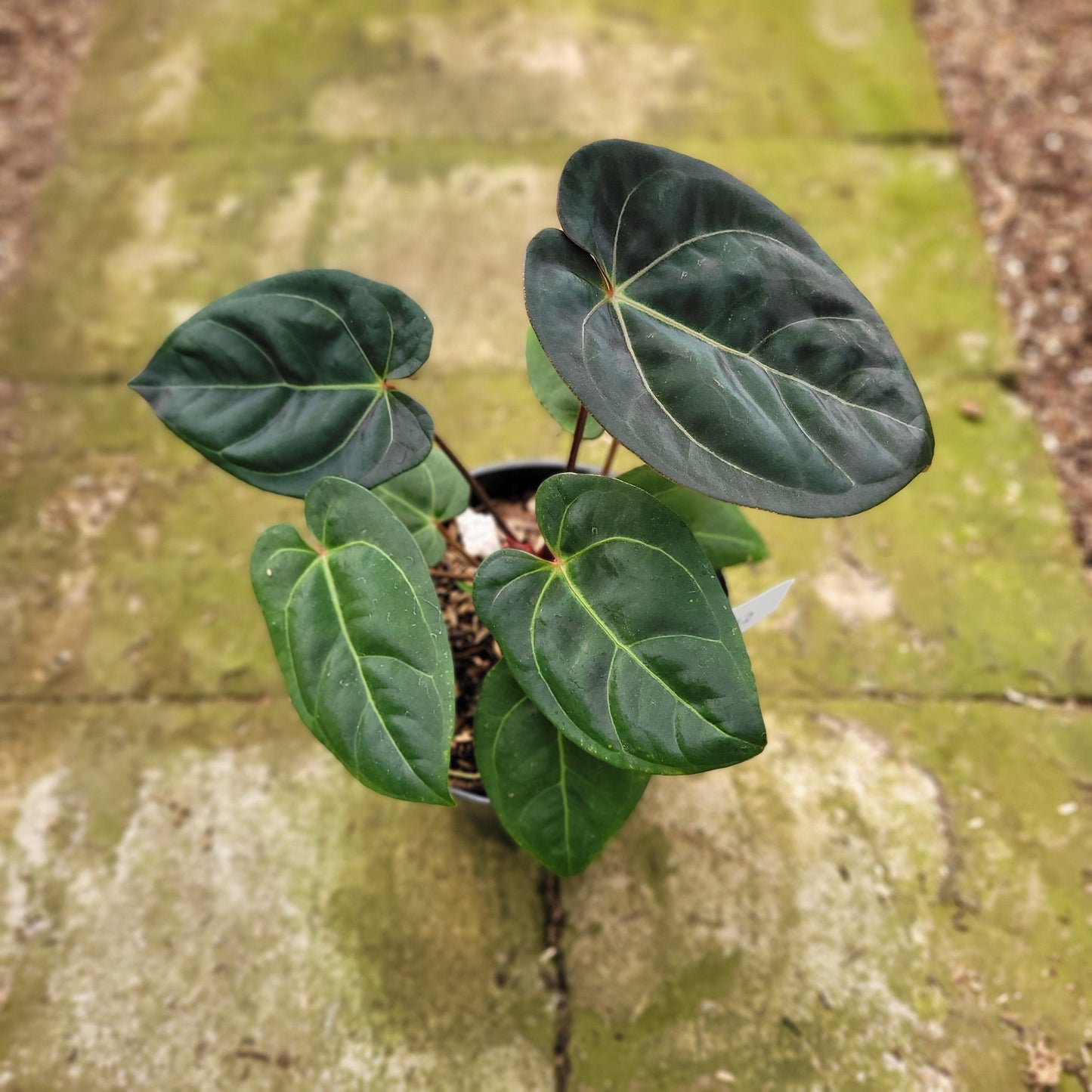 Anthurium Calgara — photo 2