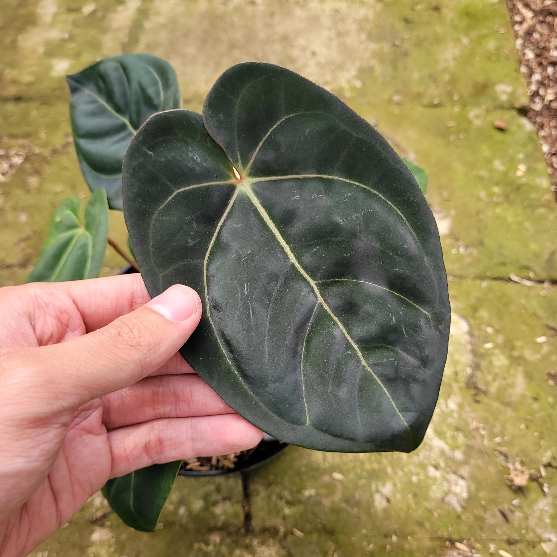 Anthurium Calgara — rare Indonesian plant