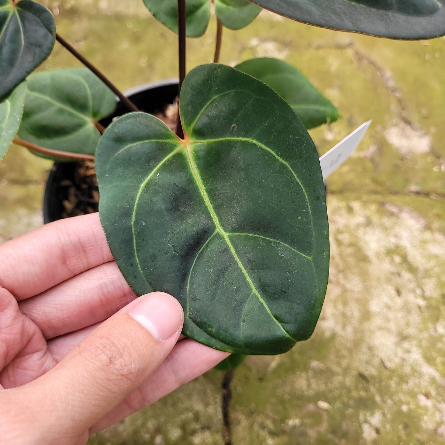 Anthurium Calgara — photo 3