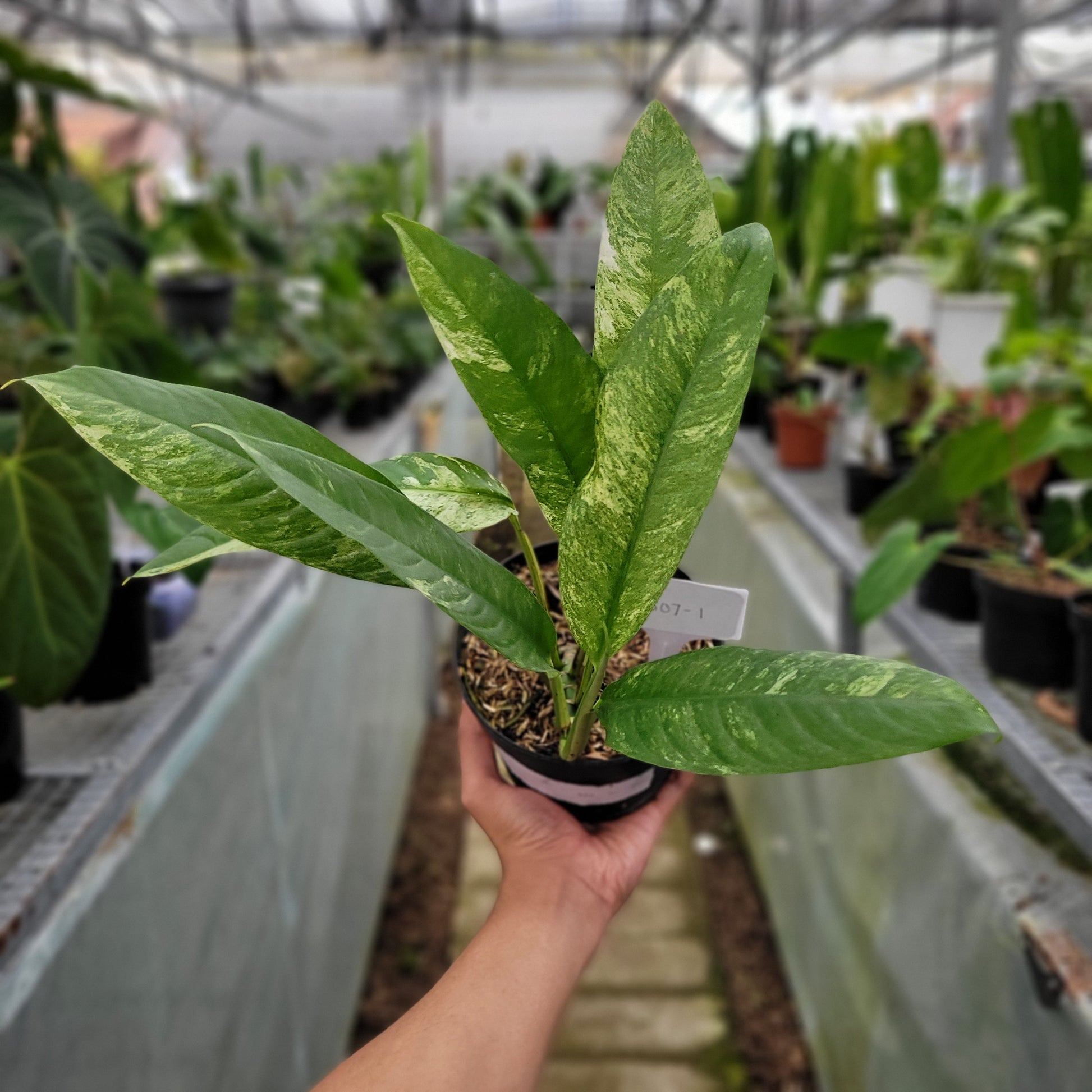 Rhaphidophora Megasperma Gorilan Variegated — rare Indonesian plant