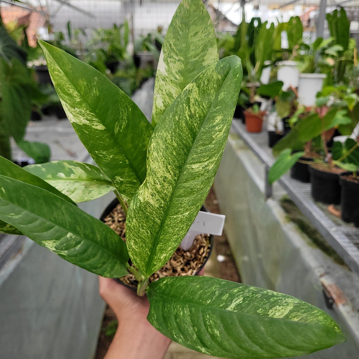 Rhaphidophora Megasperma Gorilan Variegated — photo 2