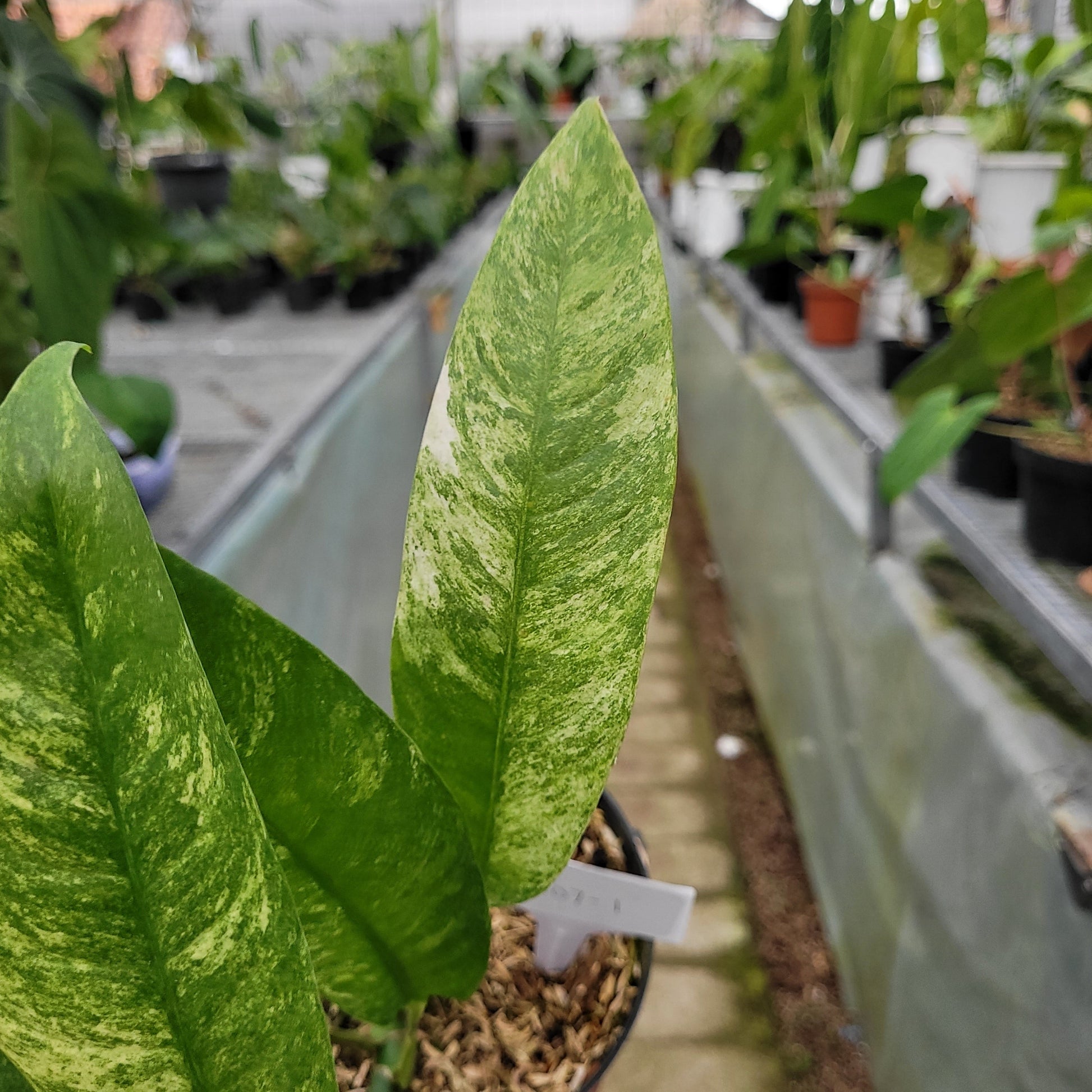 Rhaphidophora Megasperma Gorilan Variegated — photo 3