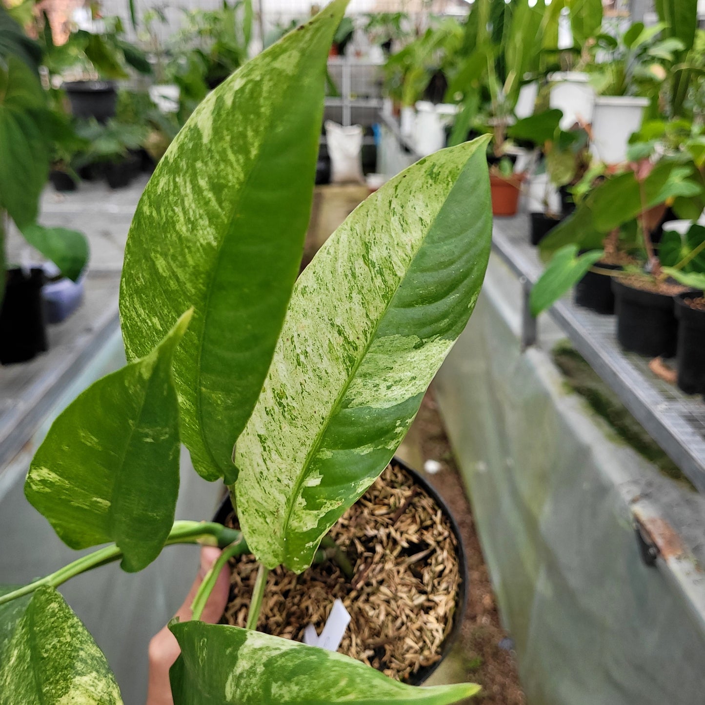 Rhaphidophora Megasperma Gorilan Variegated — photo 4