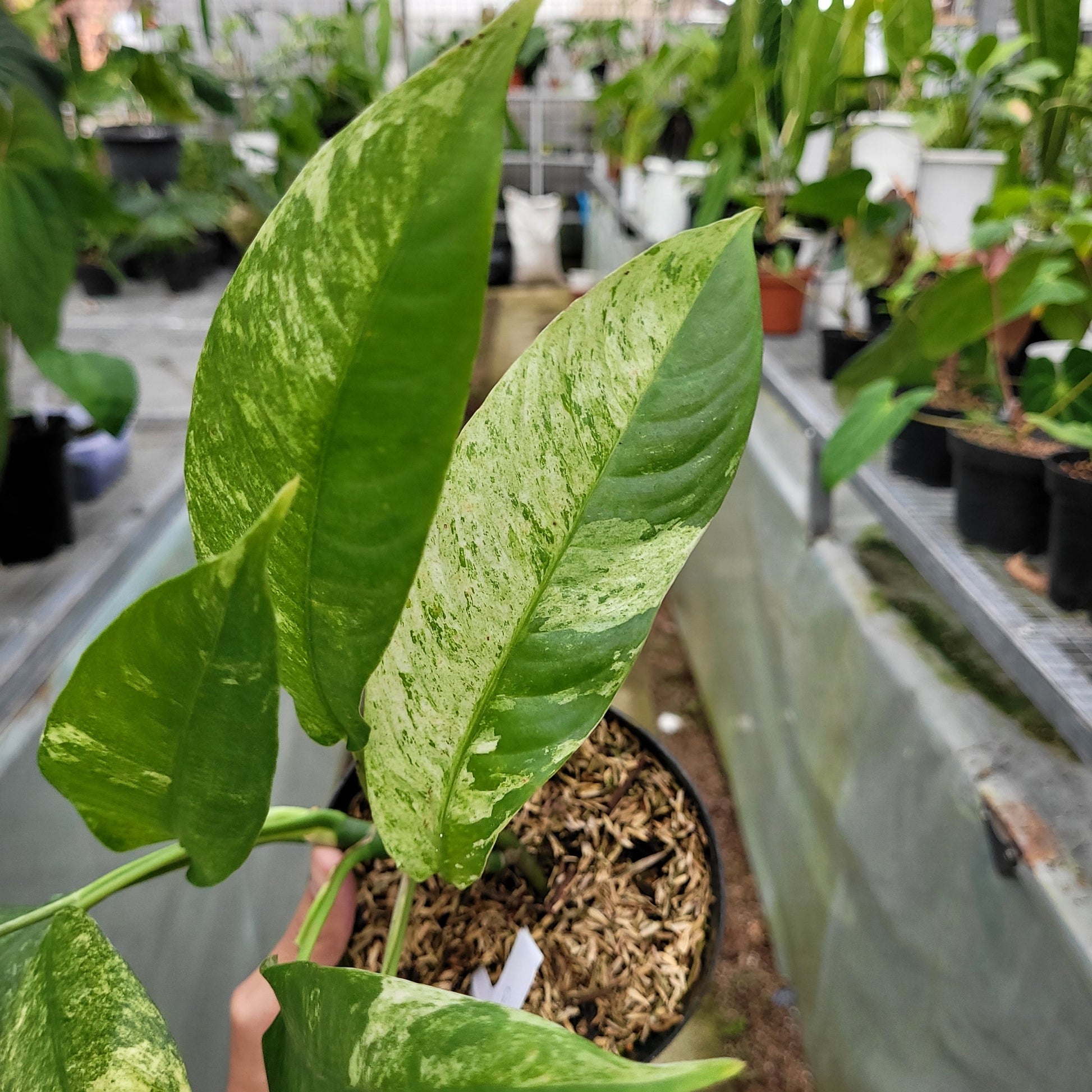 Rhaphidophora Megasperma Gorilan Variegated — photo 4