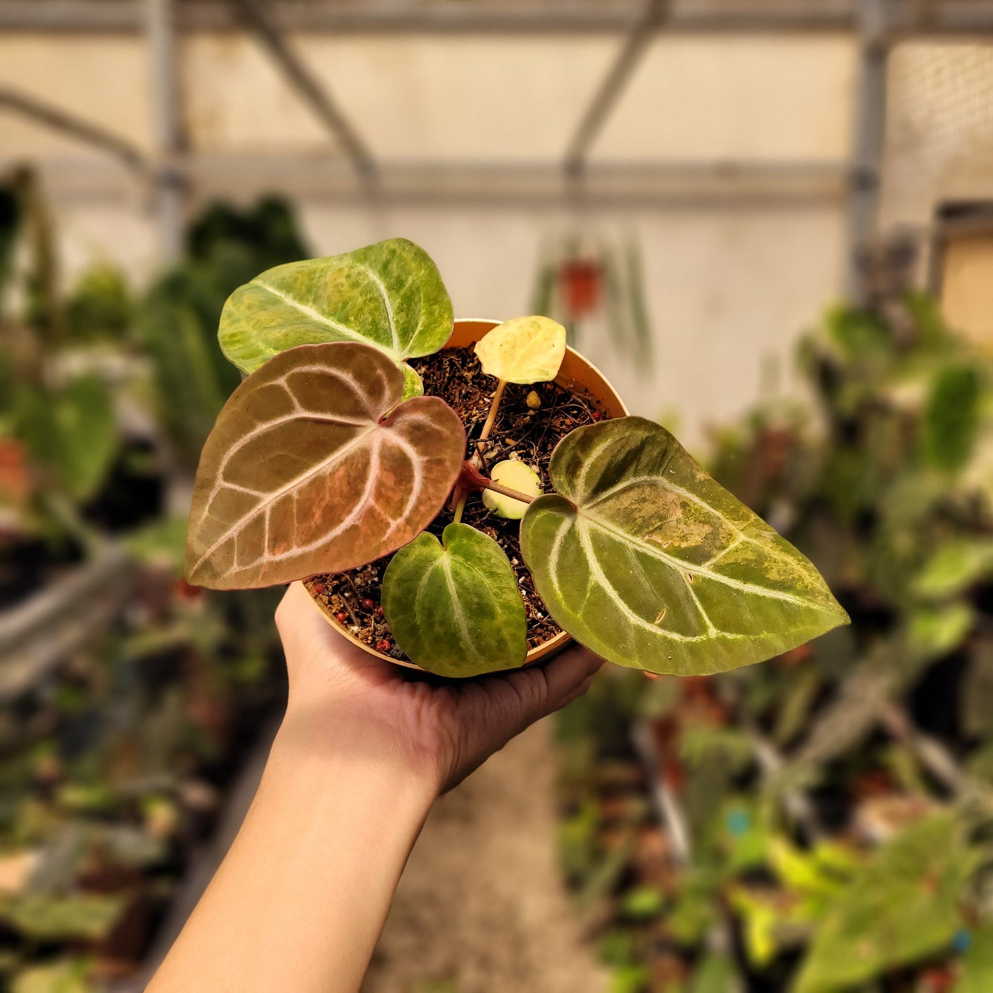 Anthurium Papillilaminum Pink x Michelle — rare Indonesian plant