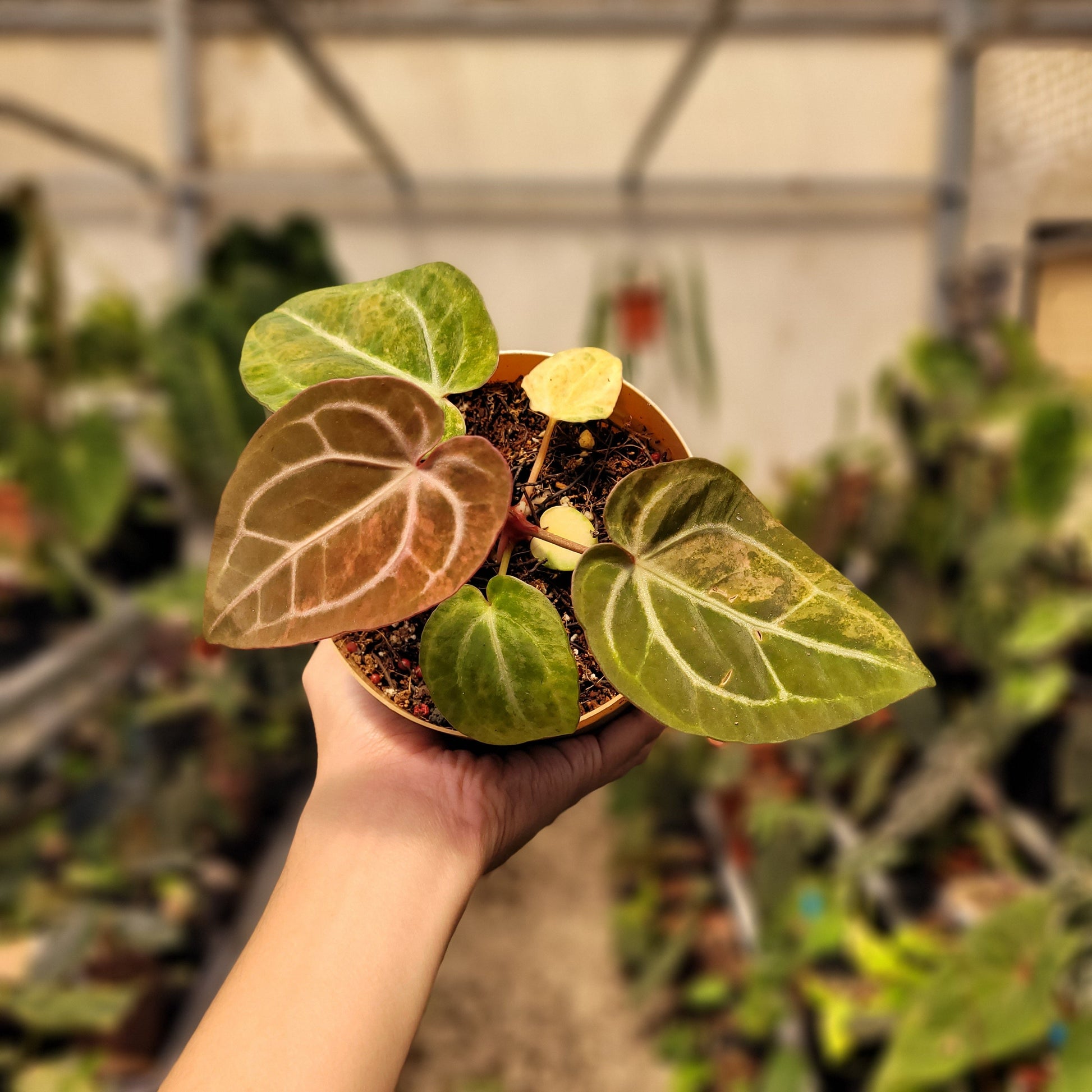 Anthurium Papillilaminum Pink x Michelle — rare Indonesian plant