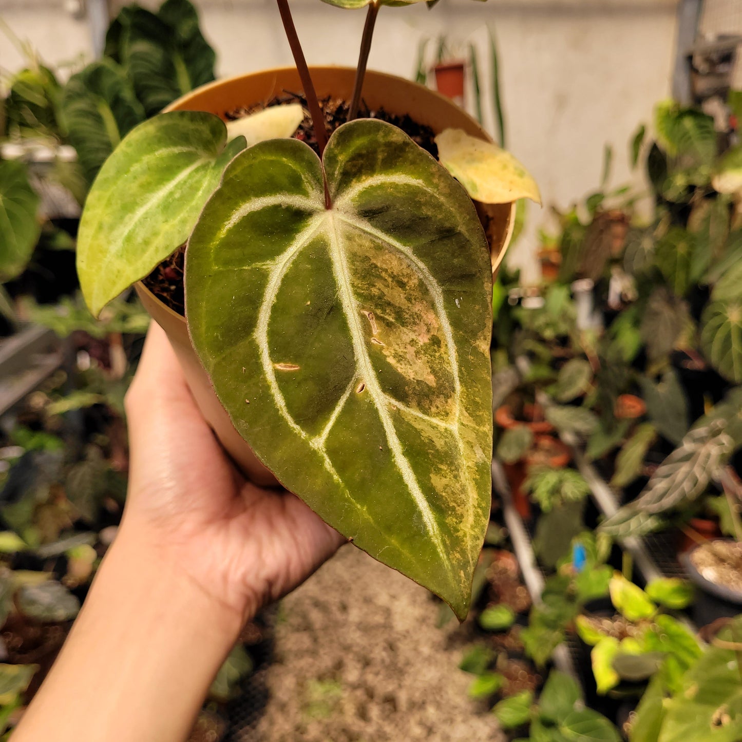 Anthurium Papillilaminum Pink x Michelle — photo 4