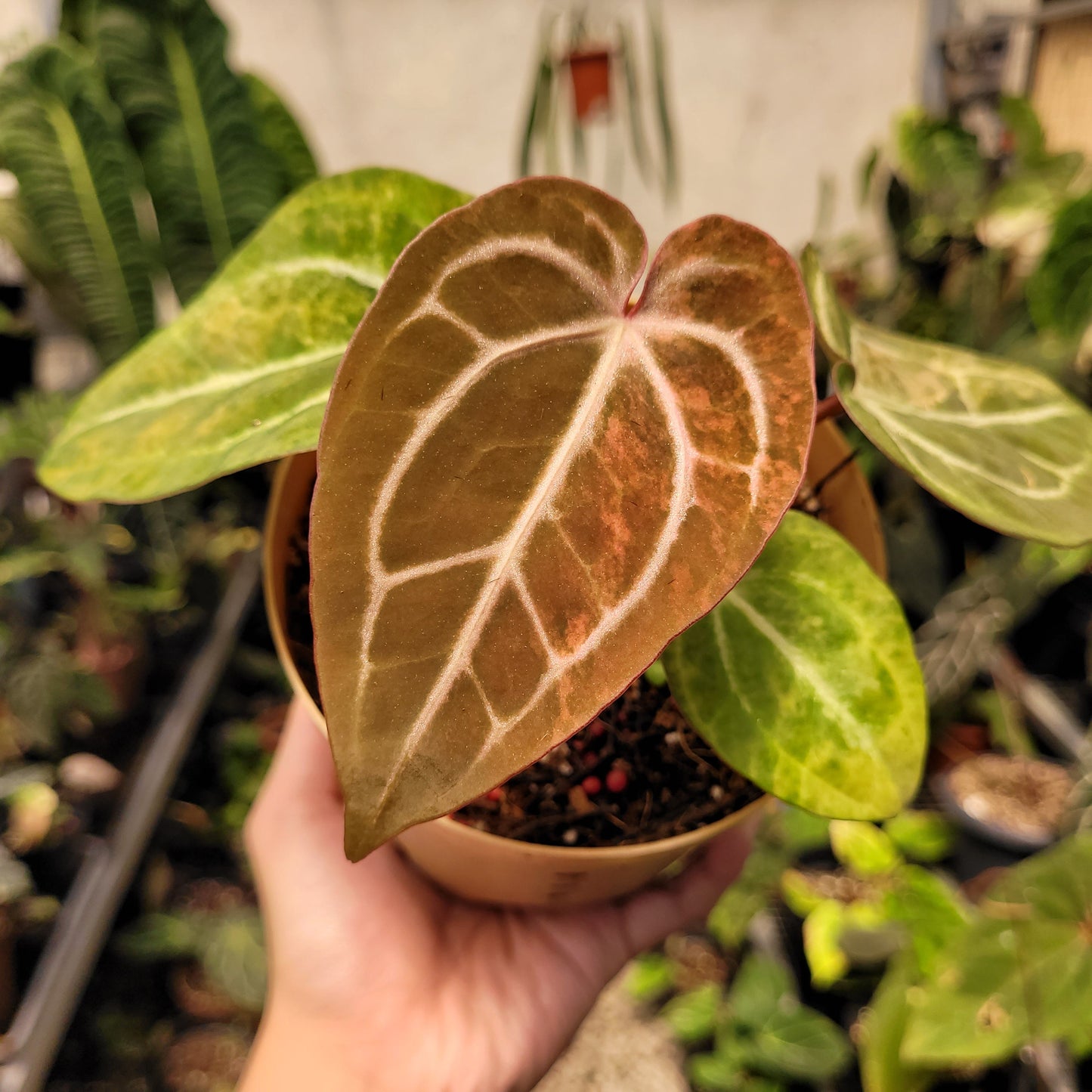 Anthurium Papillilaminum Pink x Michelle — photo 2