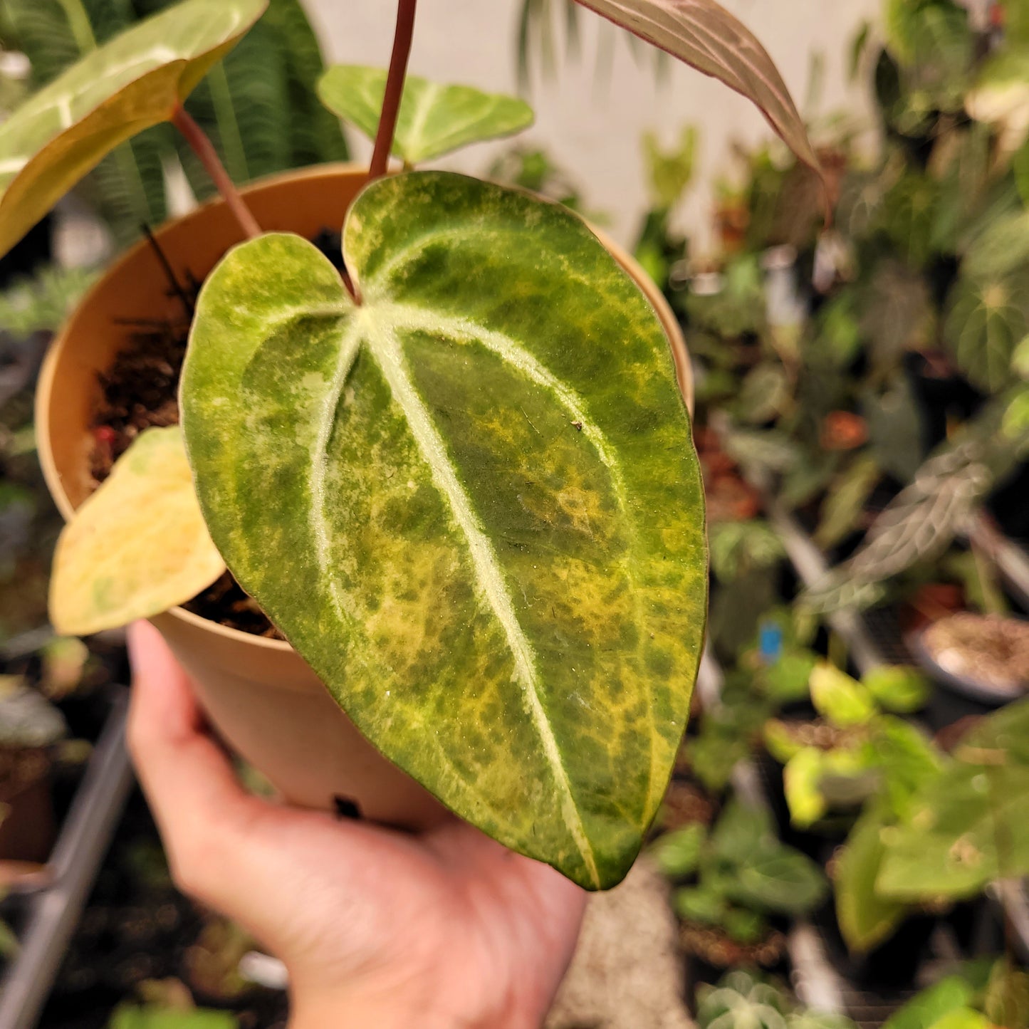 Anthurium Papillilaminum Pink x Michelle — photo 3