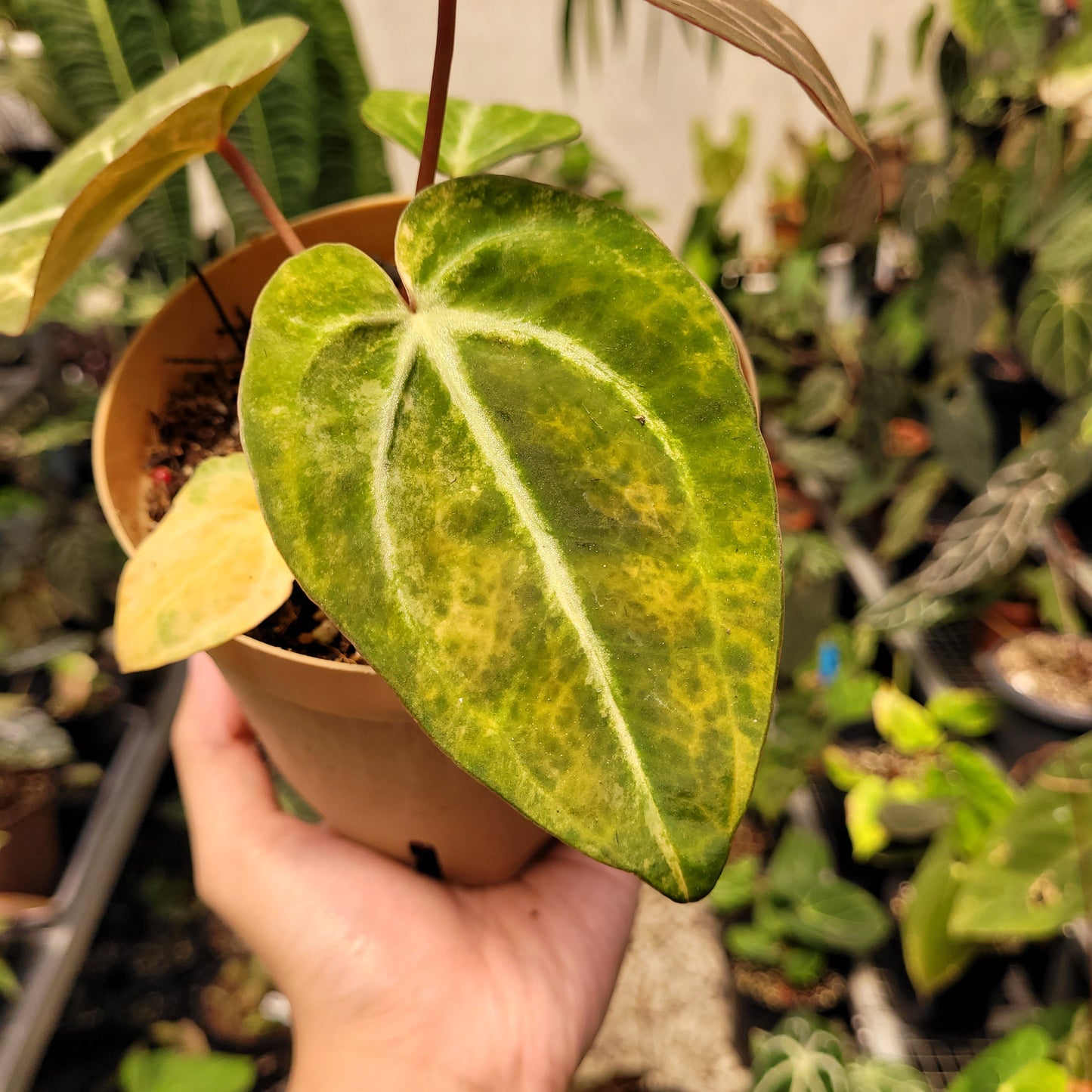 Anthurium Papillilaminum Pink x Michelle — photo 5
