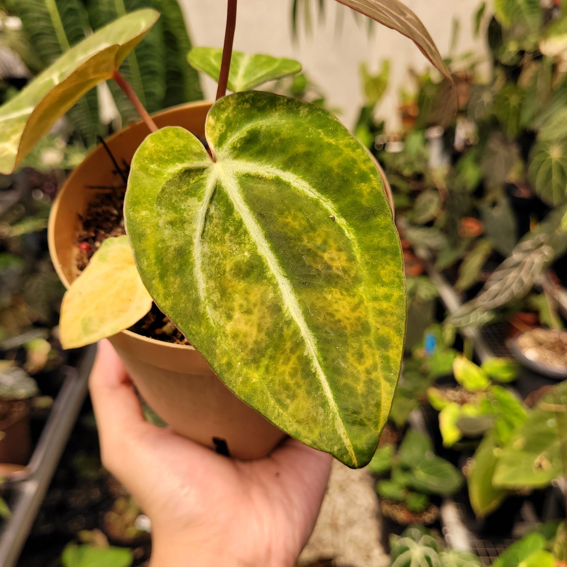 Anthurium Papillilaminum Pink x Michelle — photo 5