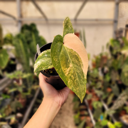 Anthurium Papillilaminum Variegated x AOS Tezula — rare Indonesian plant