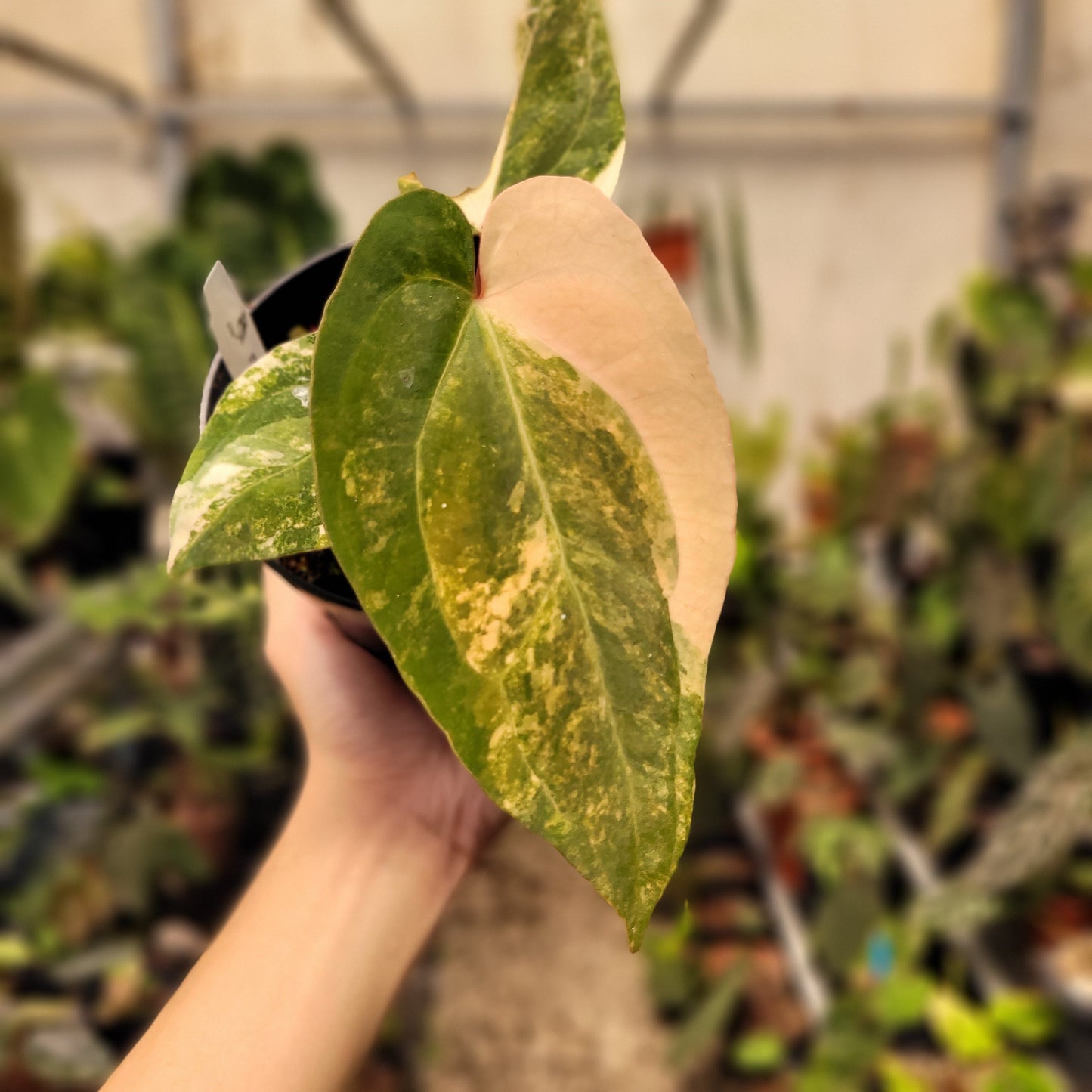 Anthurium Papillilaminum Variegated x AOS Tezula — photo 2