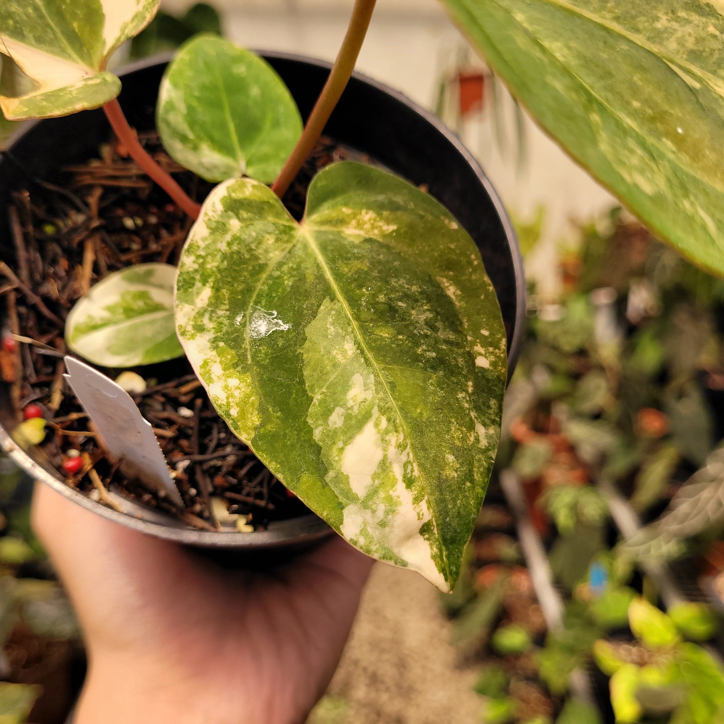 Anthurium Papillilaminum Variegated x AOS Tezula — photo 3