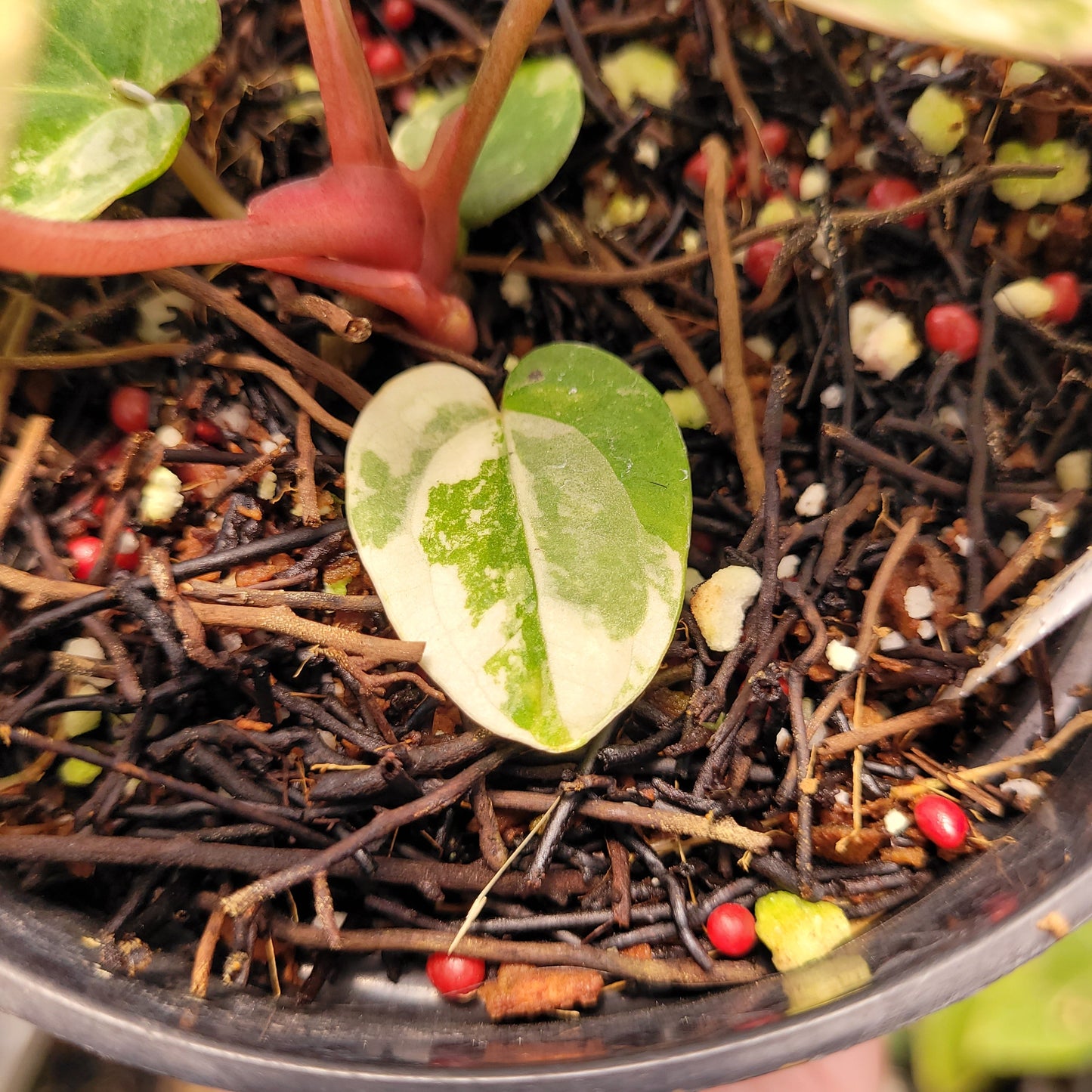 Anthurium Papillilaminum Variegated x AOS Tezula — photo 4