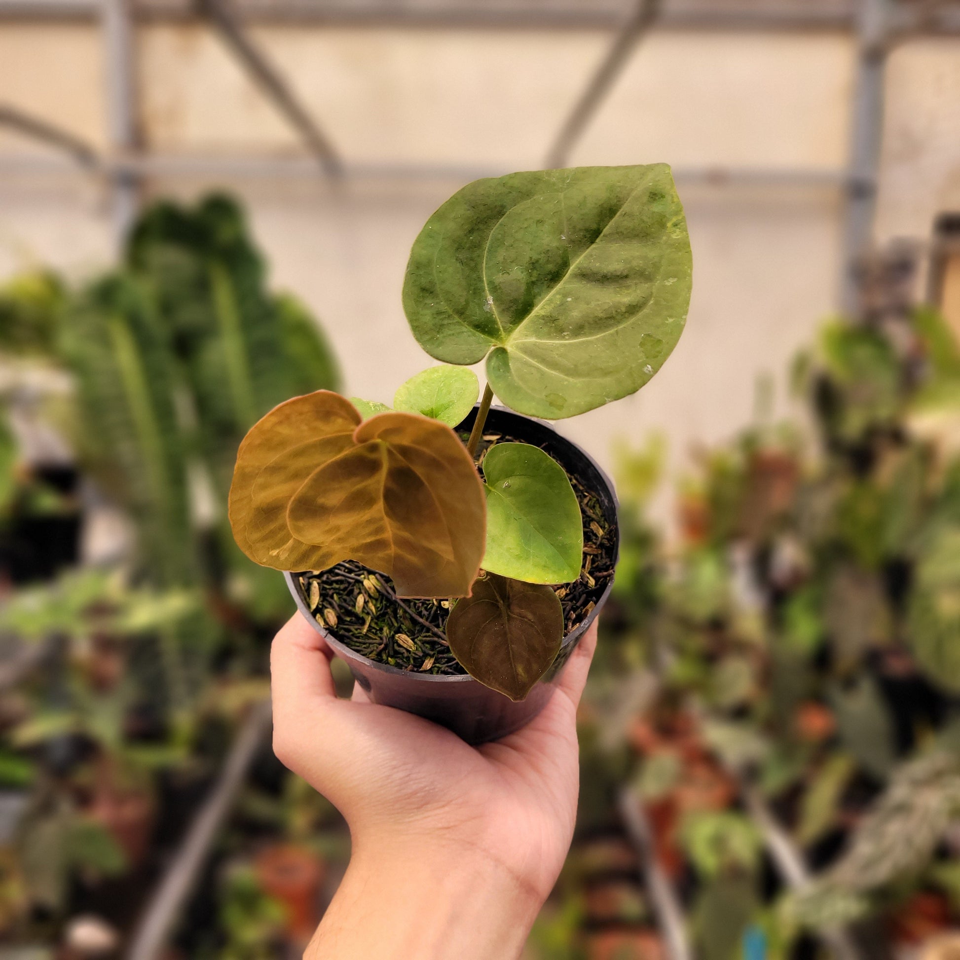 Anthurium Luxurians Indonesian Type — photo 2