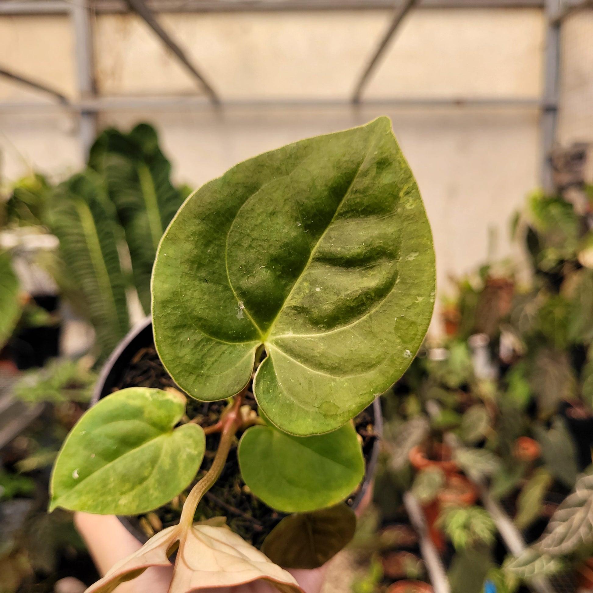 Anthurium Luxurians Indonesian Type — photo 3
