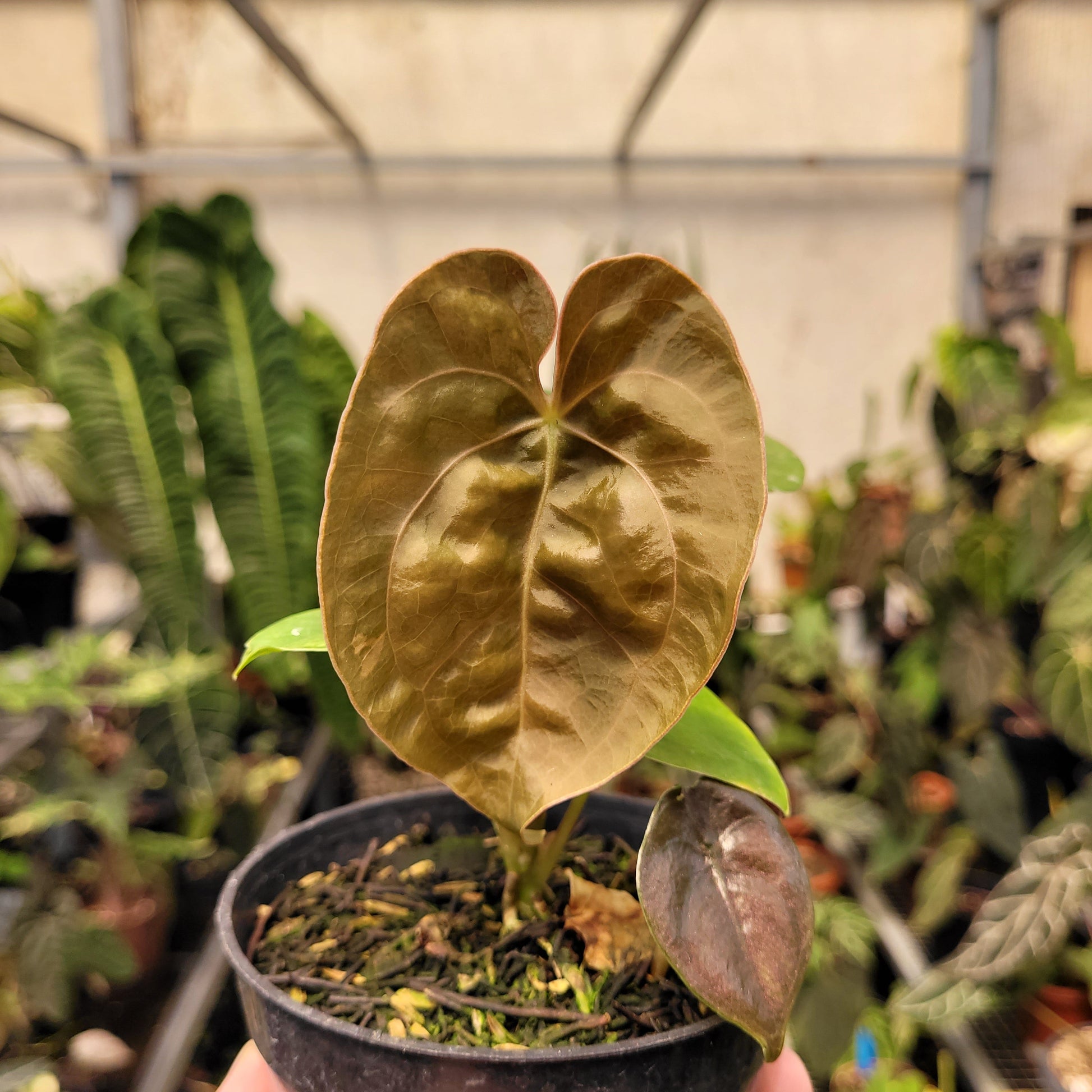 Anthurium Luxurians Indonesian Type — rare Indonesian plant