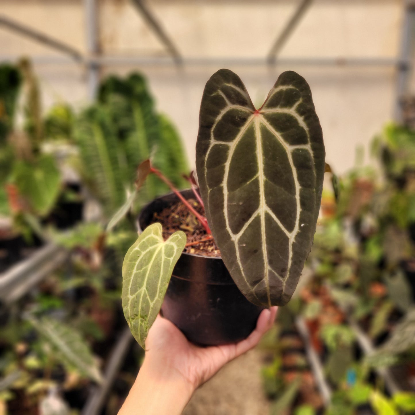 Anthurium Papillilaminum BVIT x (Zara x Michelle) — rare Indonesian plant