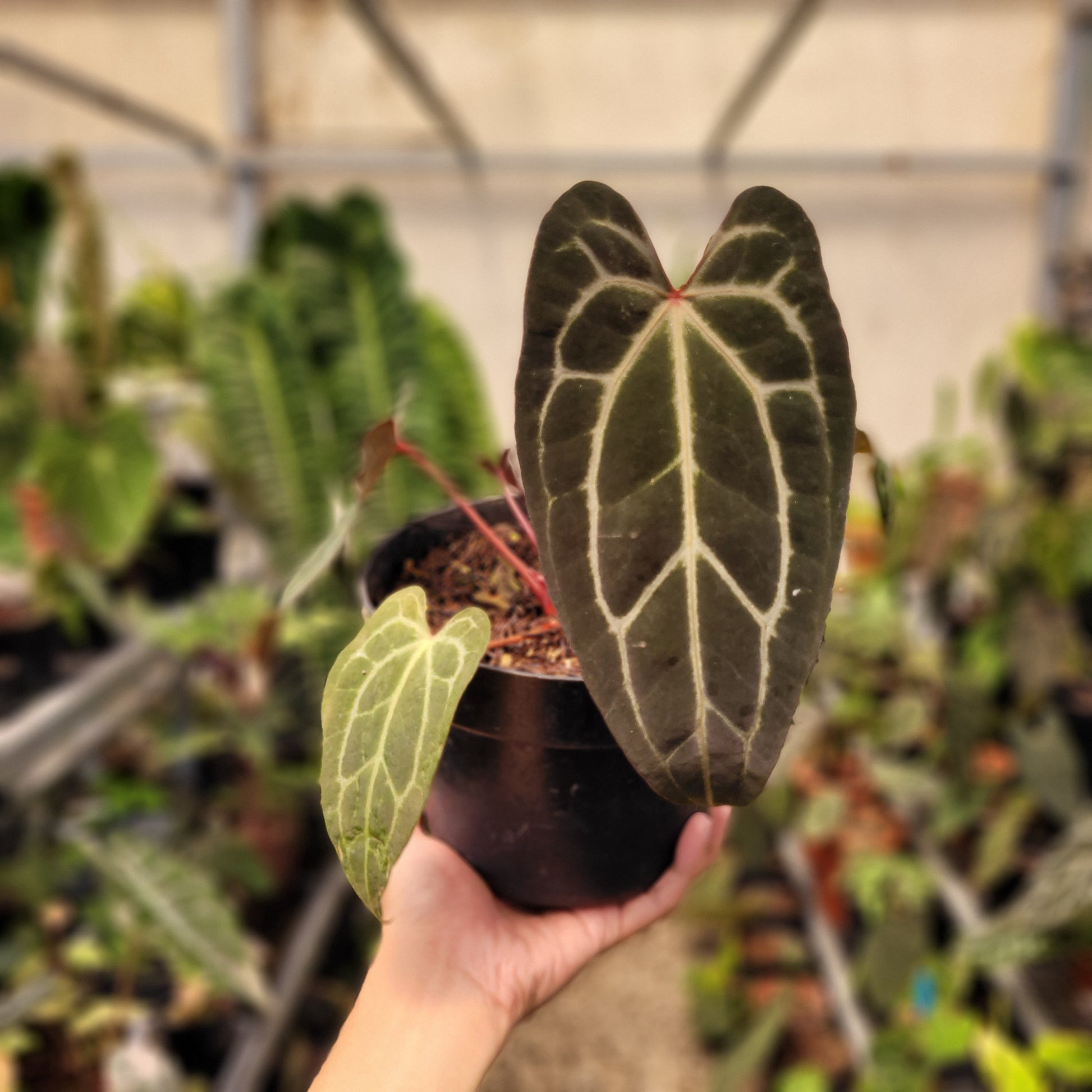 Anthurium Papillilaminum BVIT x (Zara x Michelle) — rare Indonesian plant