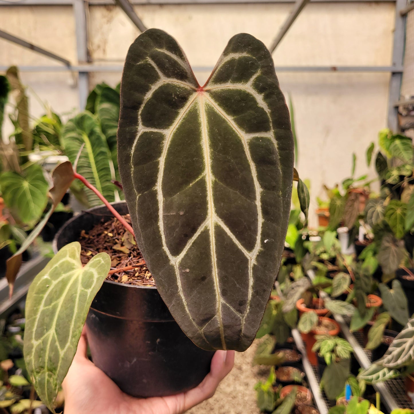 Anthurium Papillilaminum BVIT x (Zara x Michelle) — photo 3