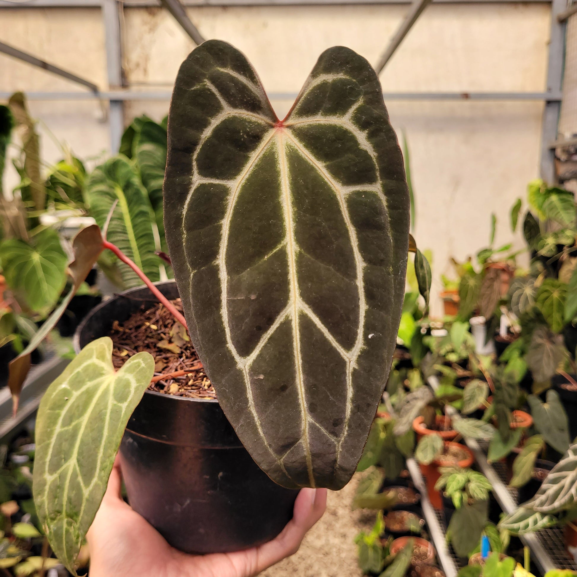 Anthurium Papillilaminum BVIT x (Zara x Michelle) — photo 3