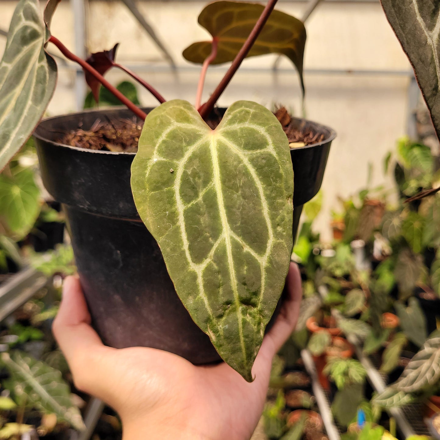 Anthurium Papillilaminum BVIT x (Zara x Michelle) — photo 4