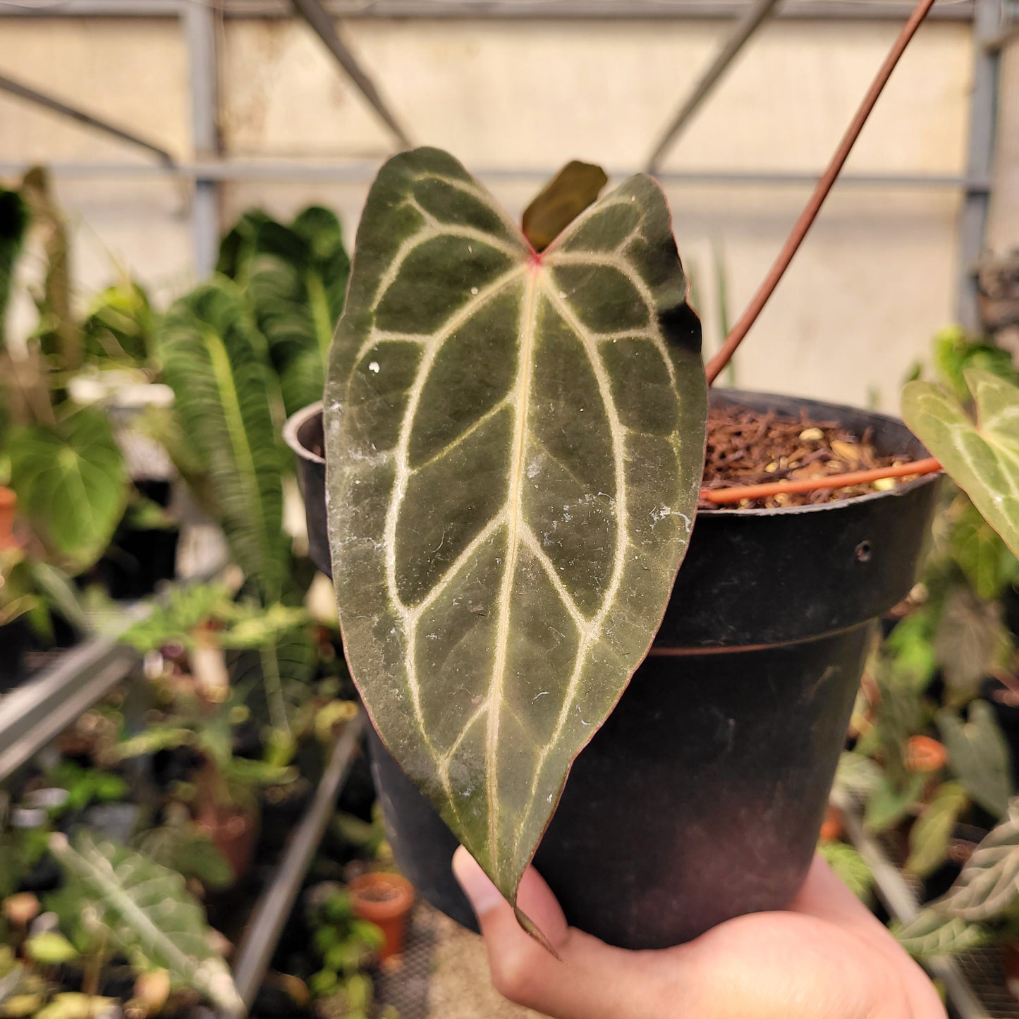 Anthurium Papillilaminum BVIT x (Zara x Michelle) — photo 2