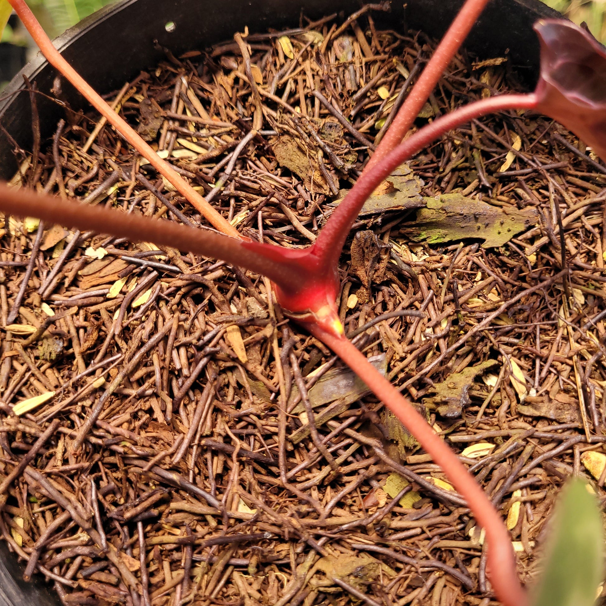 Anthurium Papillilaminum BVIT x (Zara x Michelle) — photo 5