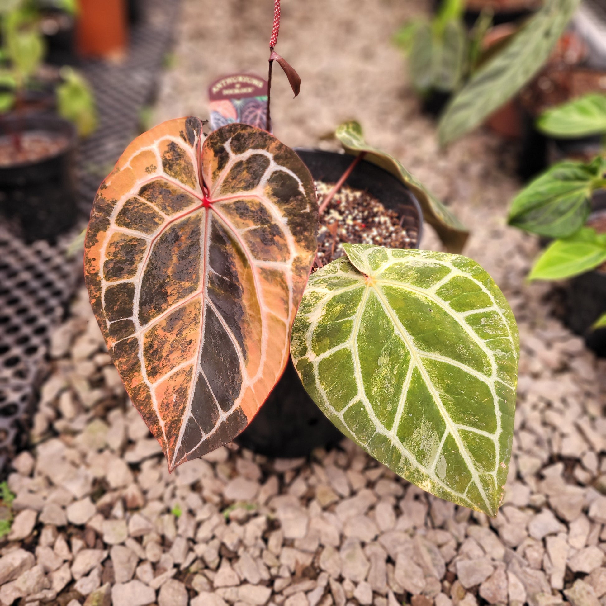 Anthurium Michelle Pink Variegated — rare Indonesian plant