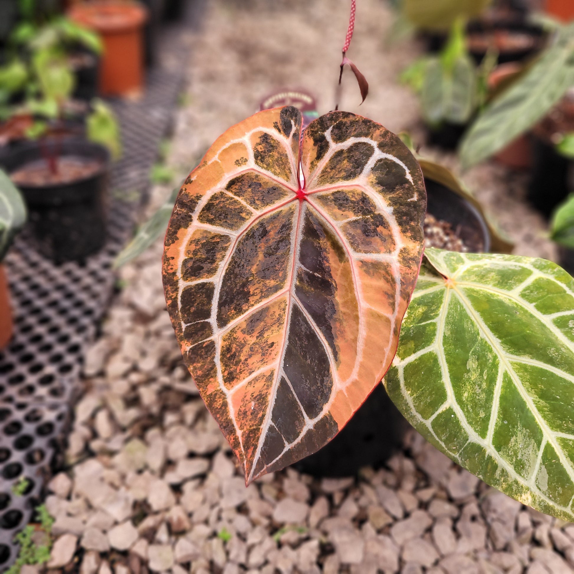 Anthurium Michelle Pink Variegated — photo 2