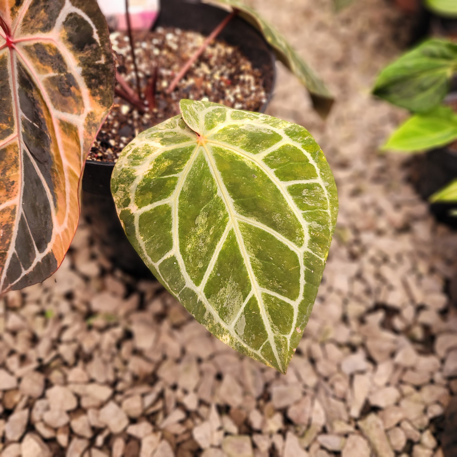 Anthurium Michelle Pink Variegated — photo 3