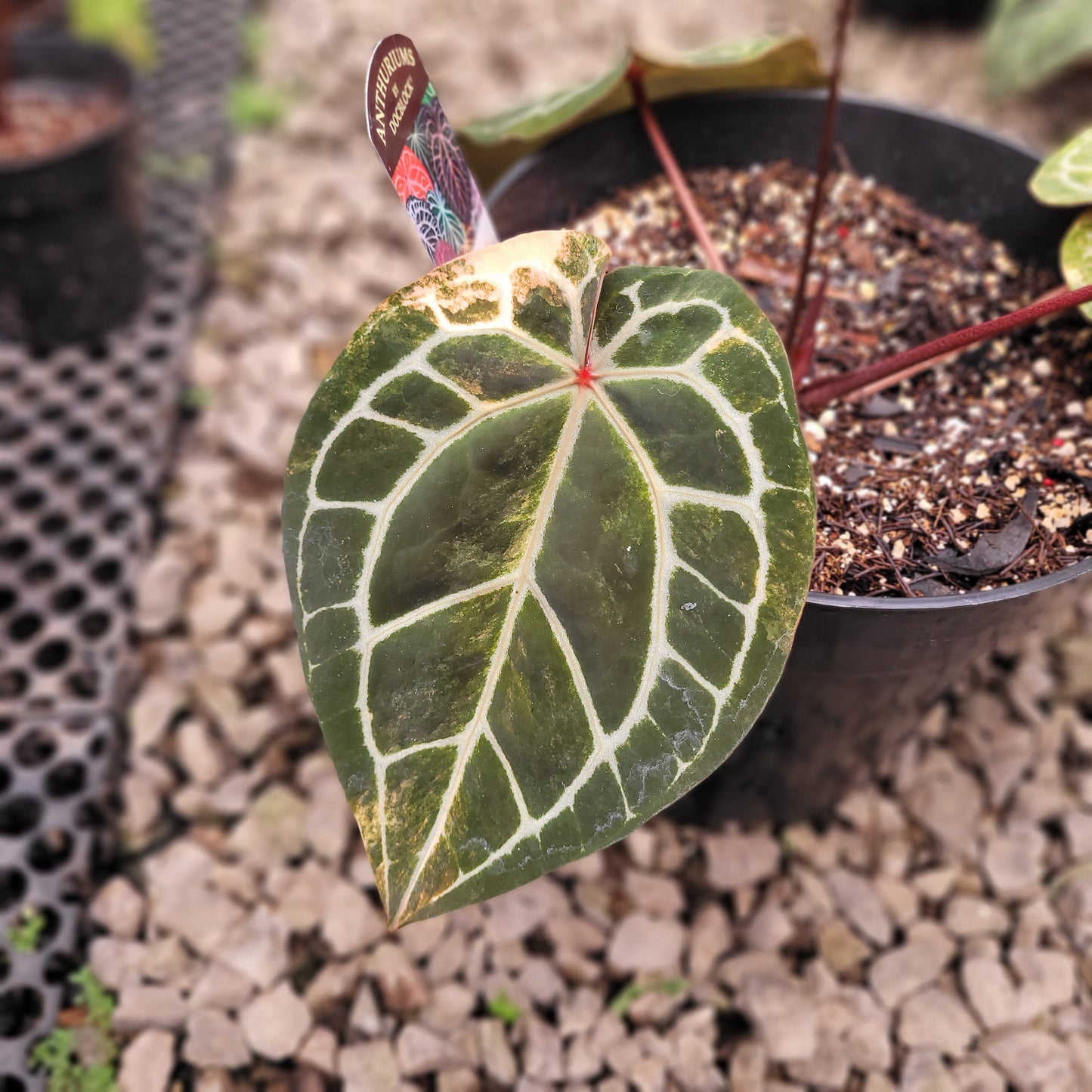 Anthurium Michelle Pink Variegated — photo 4