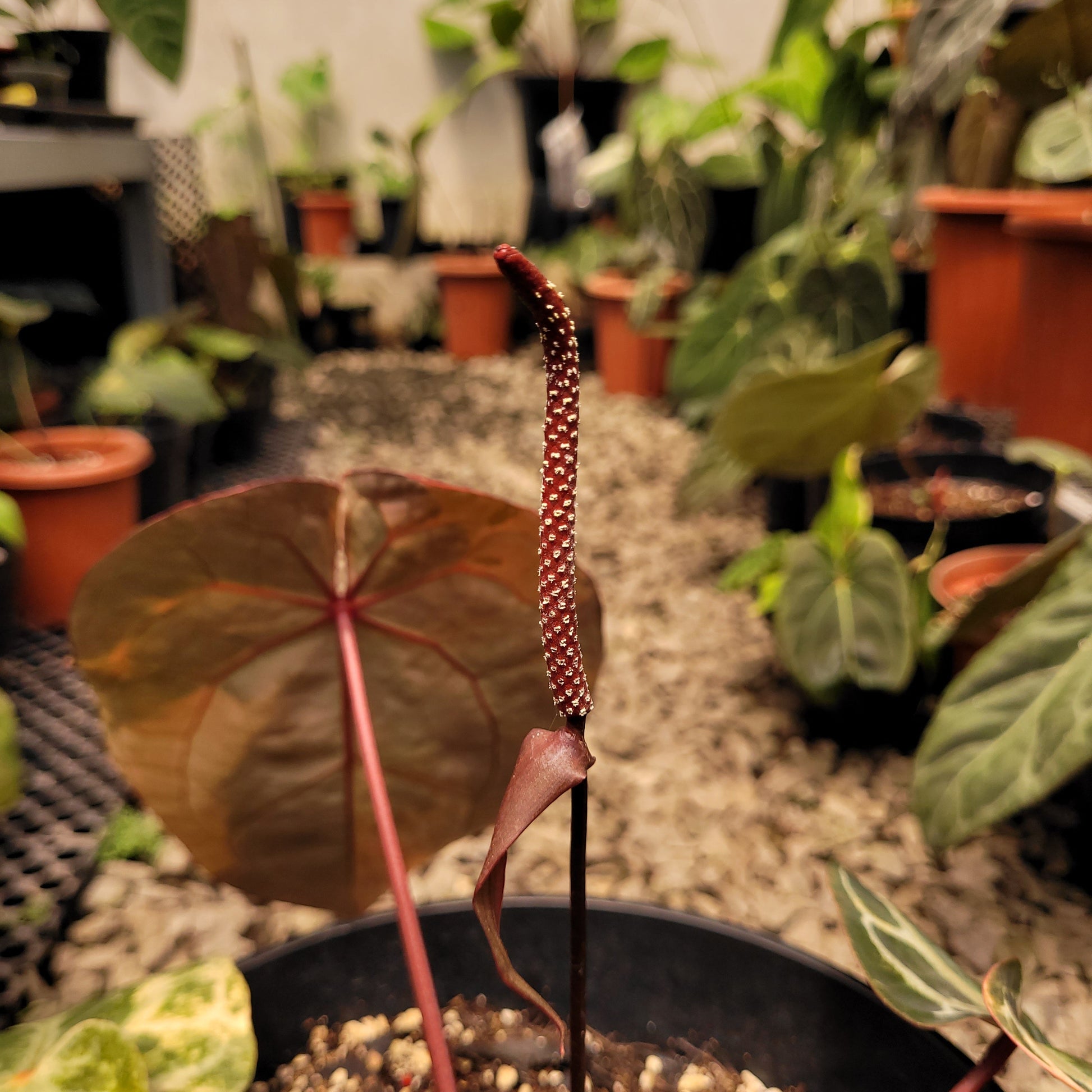 Anthurium Michelle Pink Variegated — photo 5
